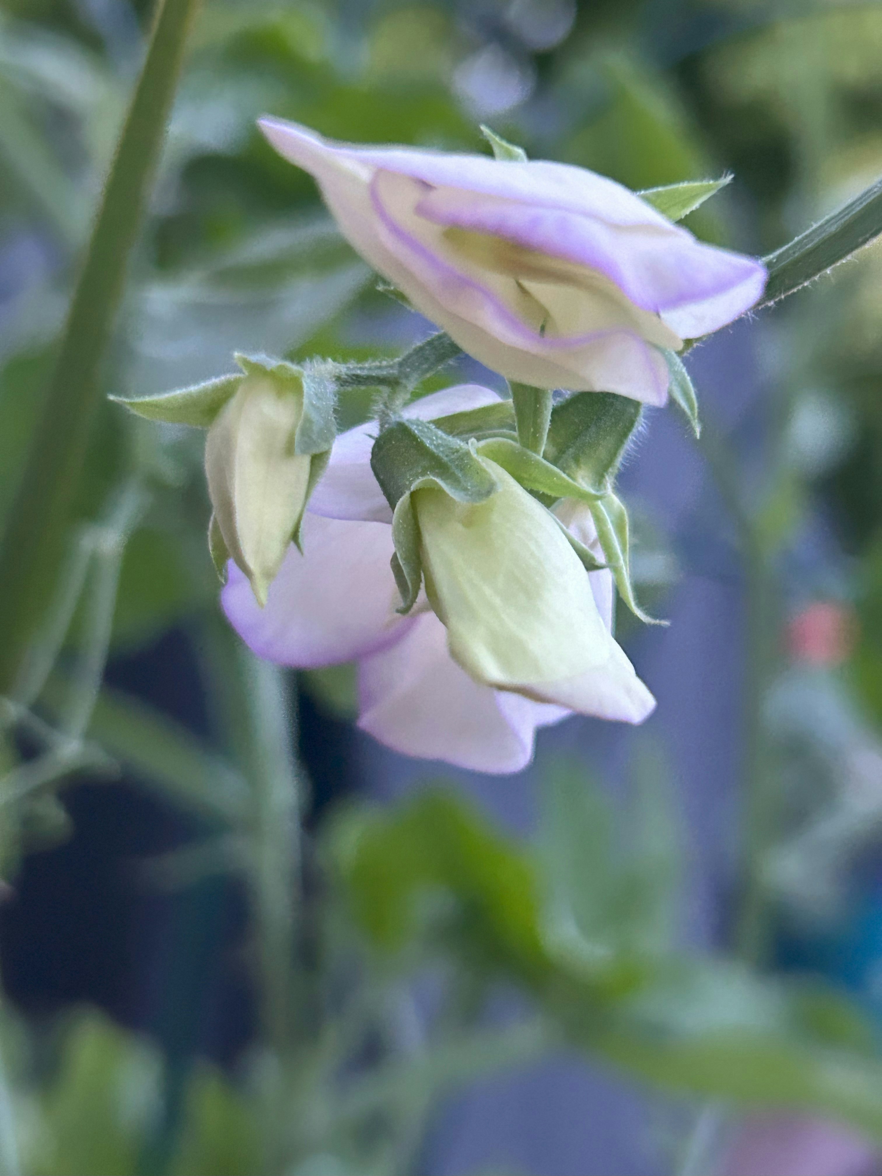 Delicate lavender flowers bloom in the garden.