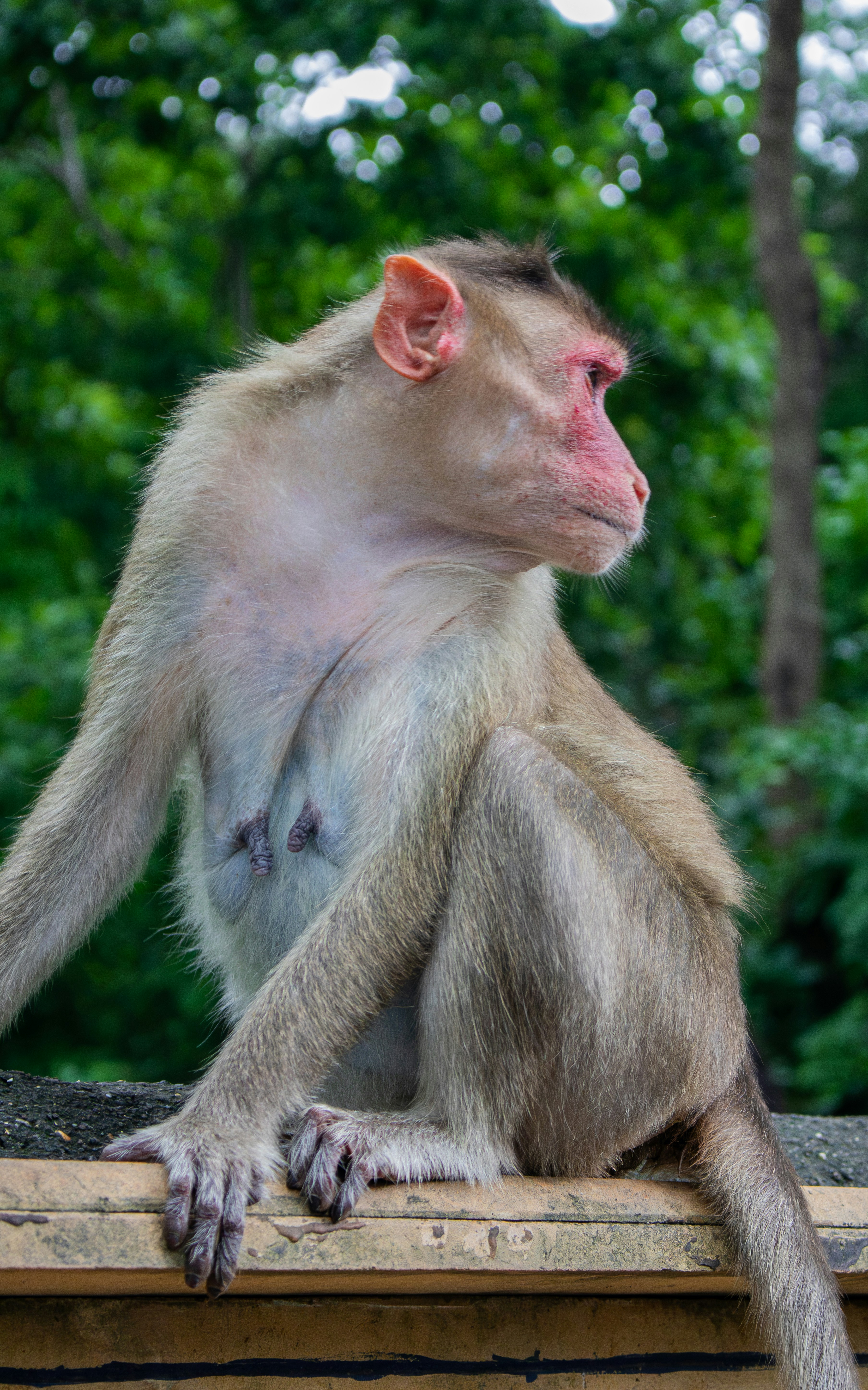 Papel de parede do Macaco Dardo está aqui! [Reposta porque algo aconteceu  com a postagem original] : r/btd6, image size:3000x4800