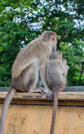Two monkeys sit together on a wall.