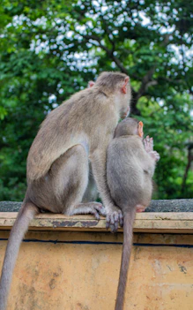 Two monkeys sit together on a wall.