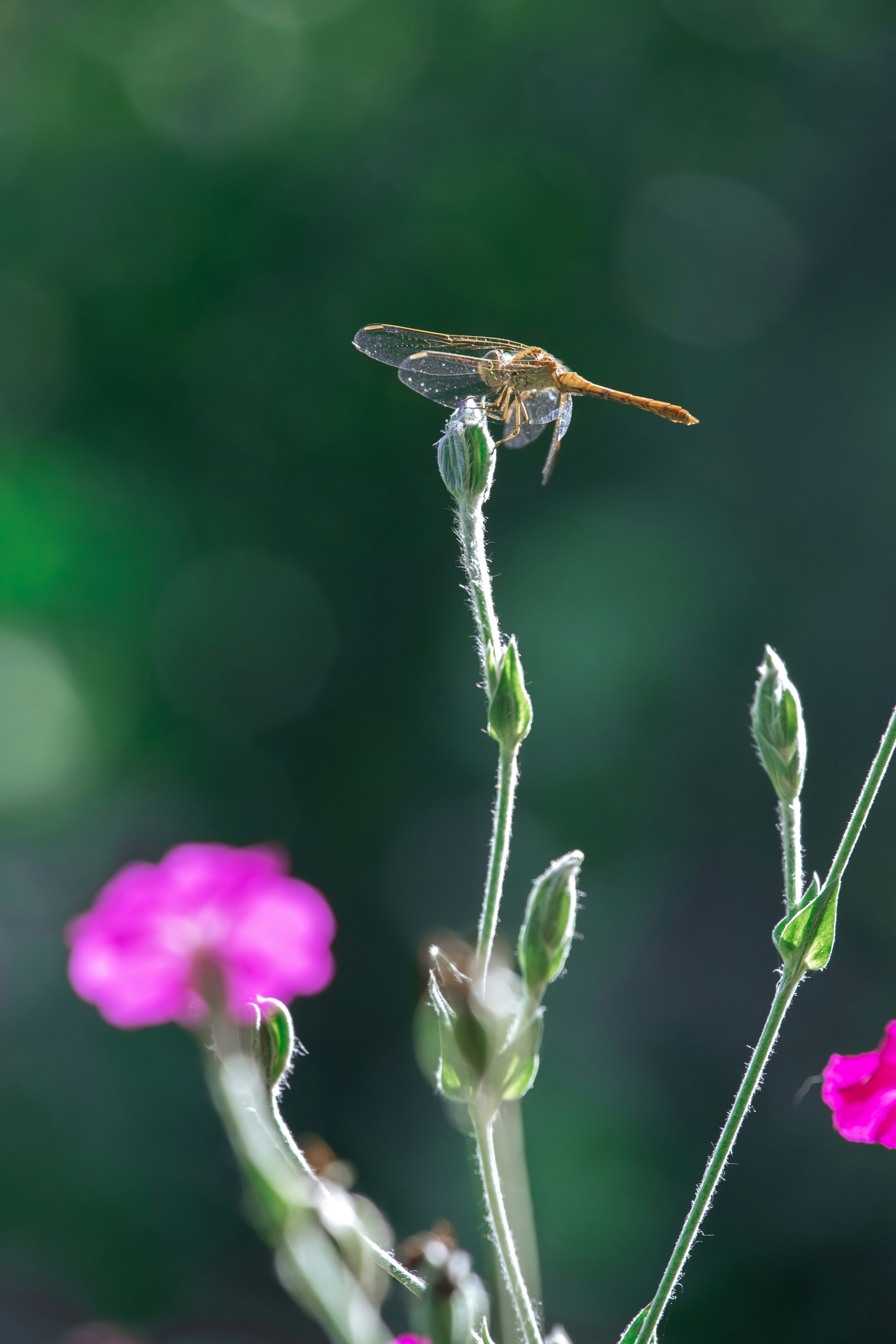 Photo by lisoglazka