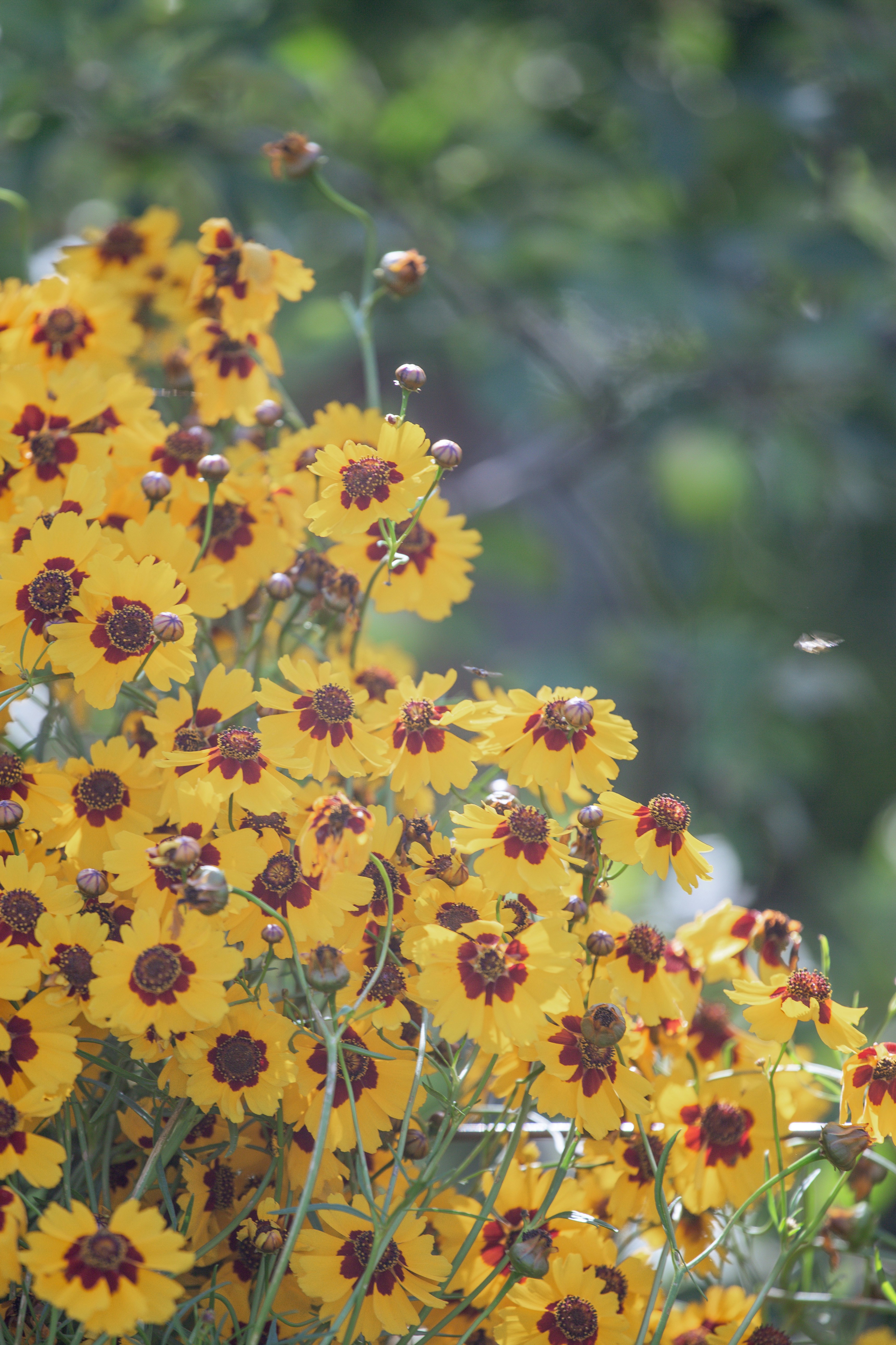 Bright yellow flowers are in full bloom