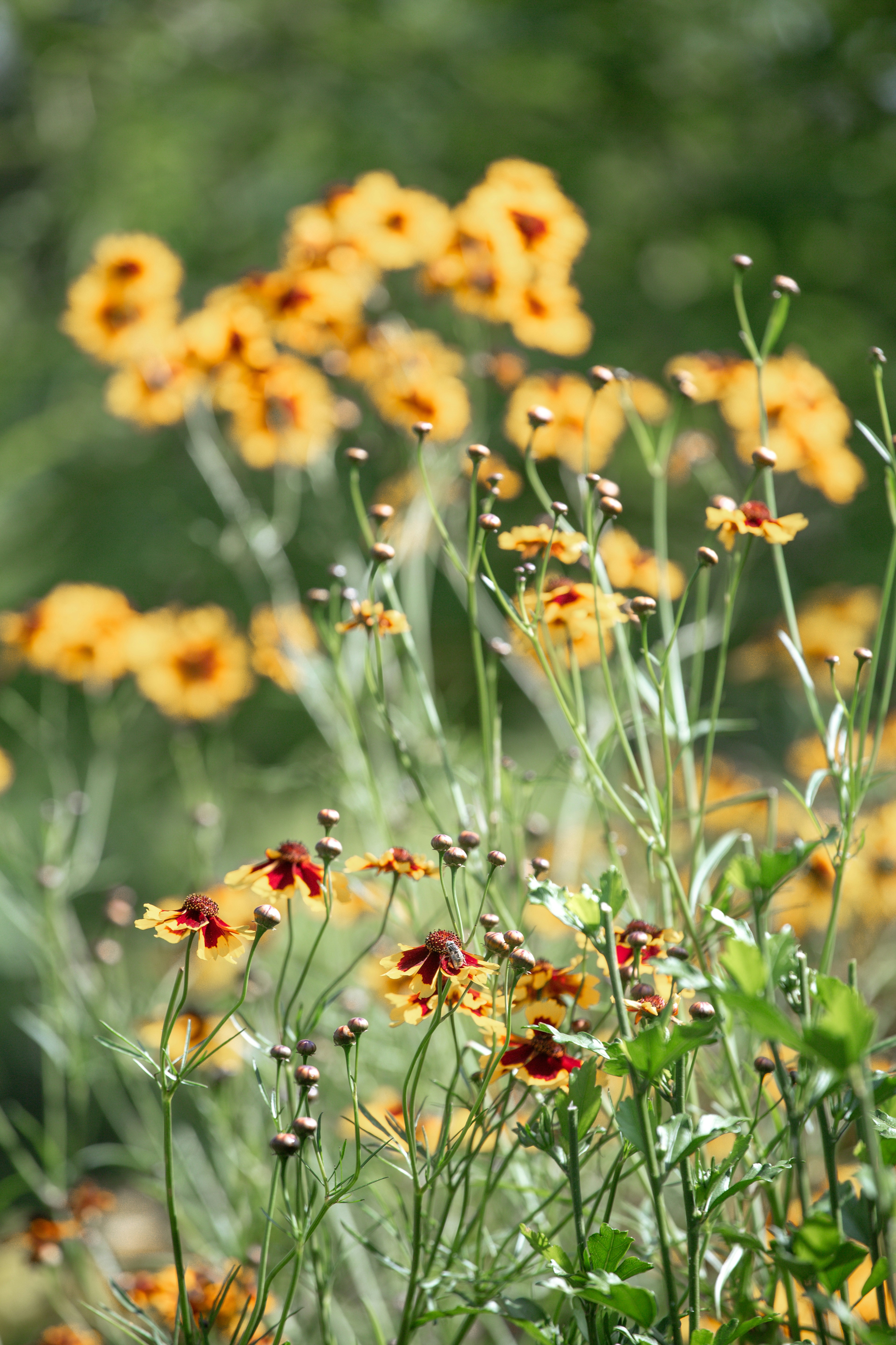 Bright yellow flowers bloom in a sunny garden
