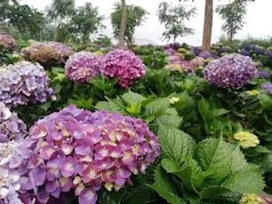 Purple hydrangeas blooming in a garden.