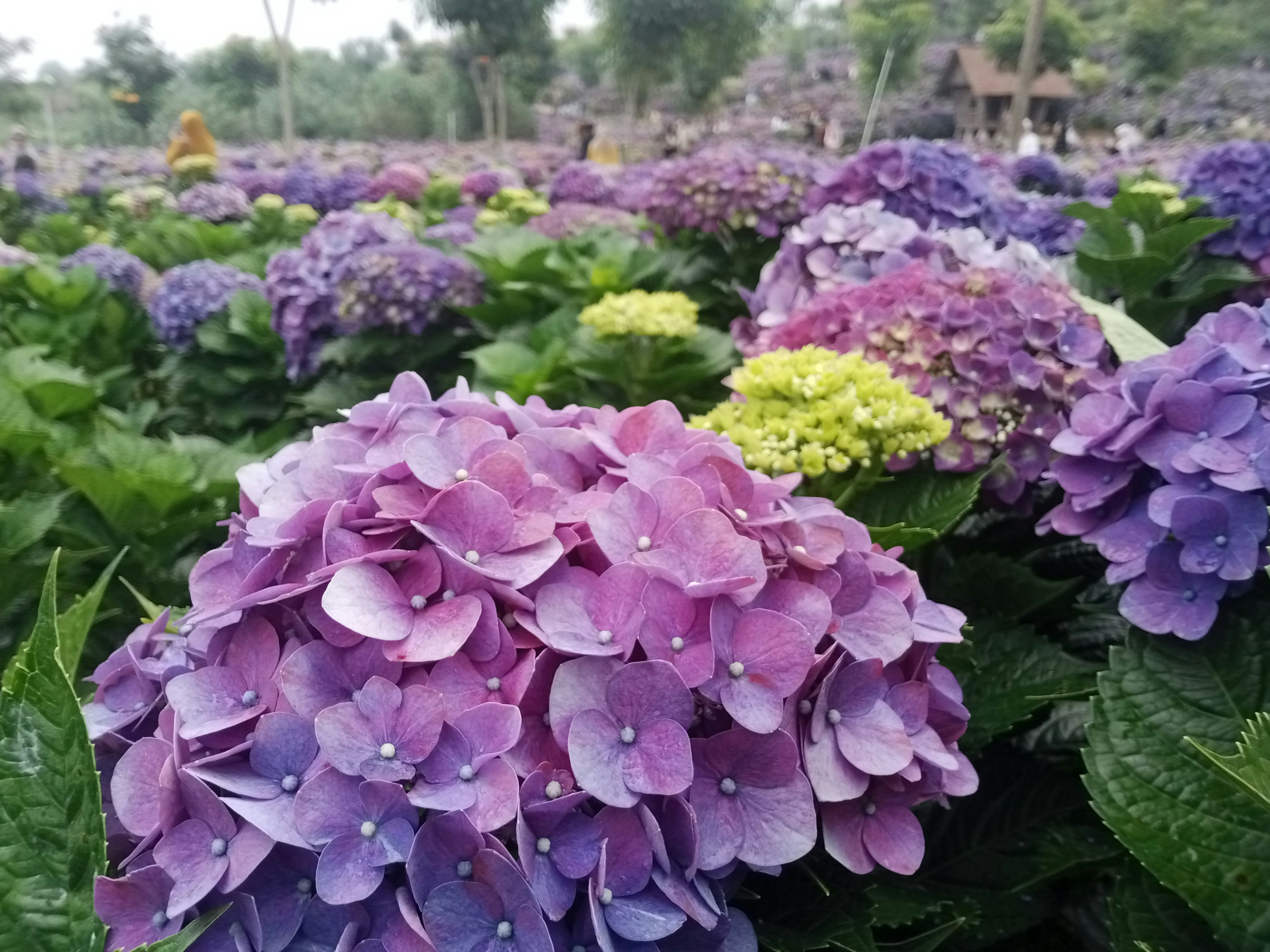 Beautiful field of vibrant purple hydrangeas