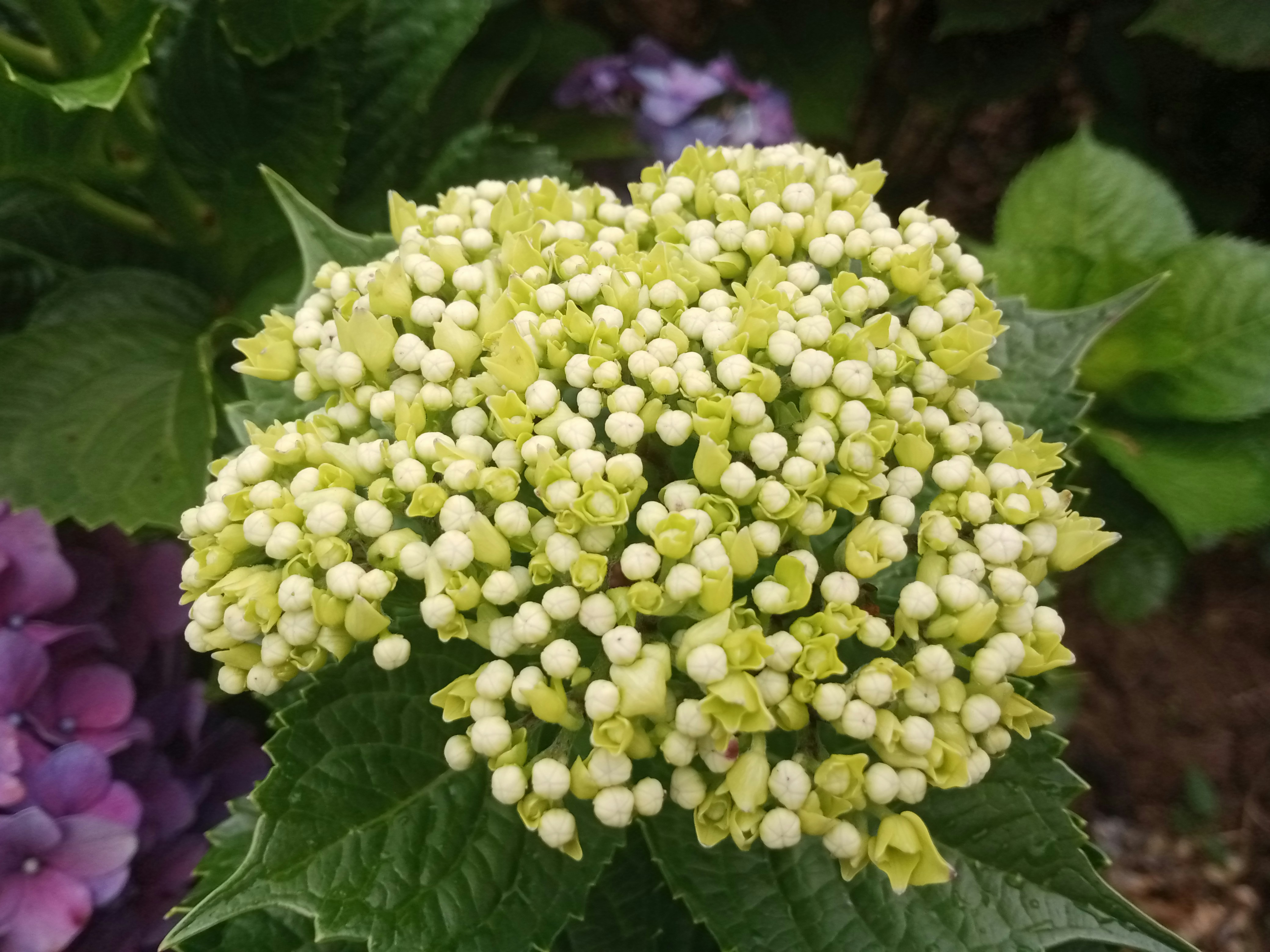 A close-up of a hydrangea flower