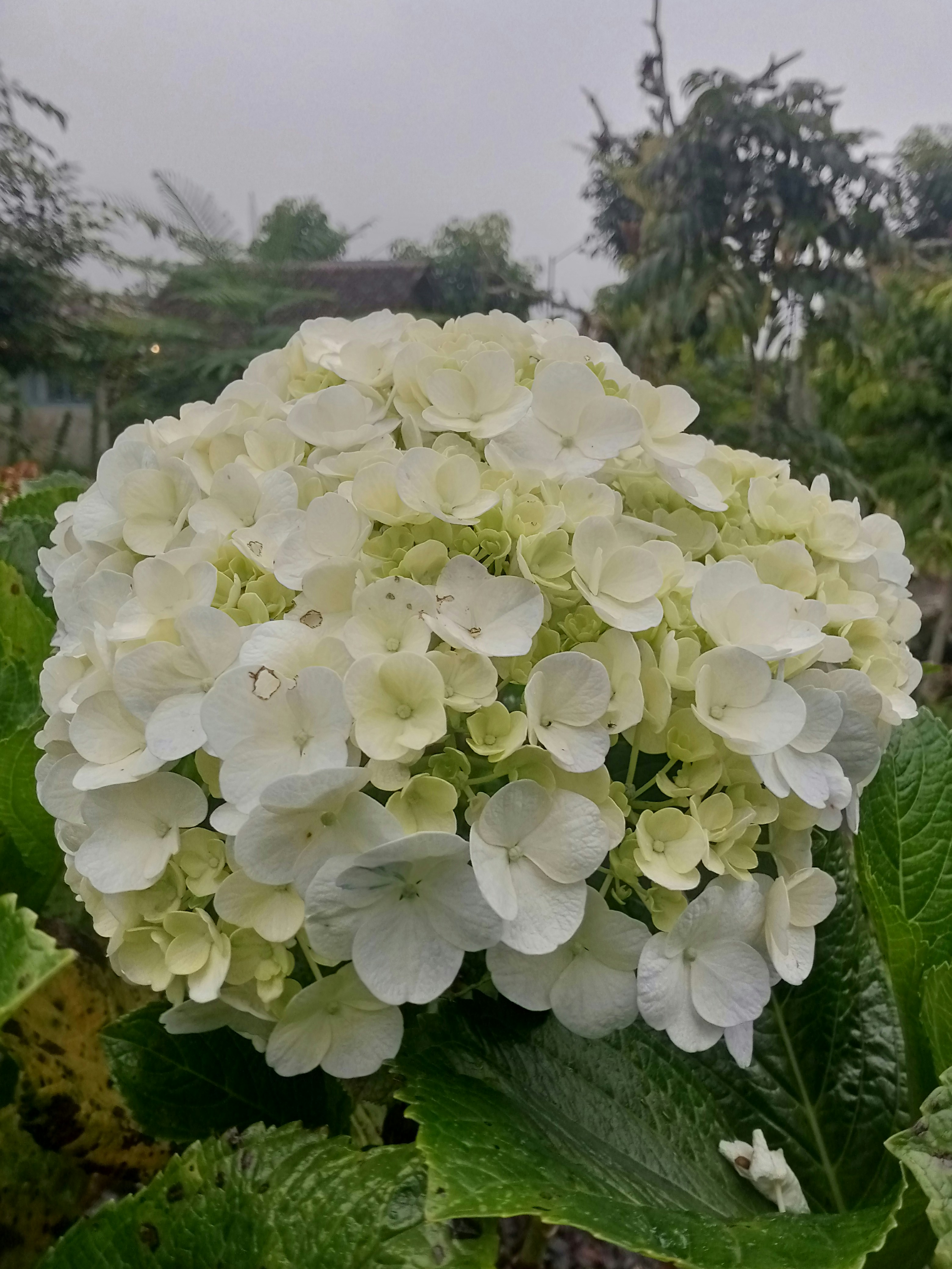 White hydrangea flower blooming in a garden