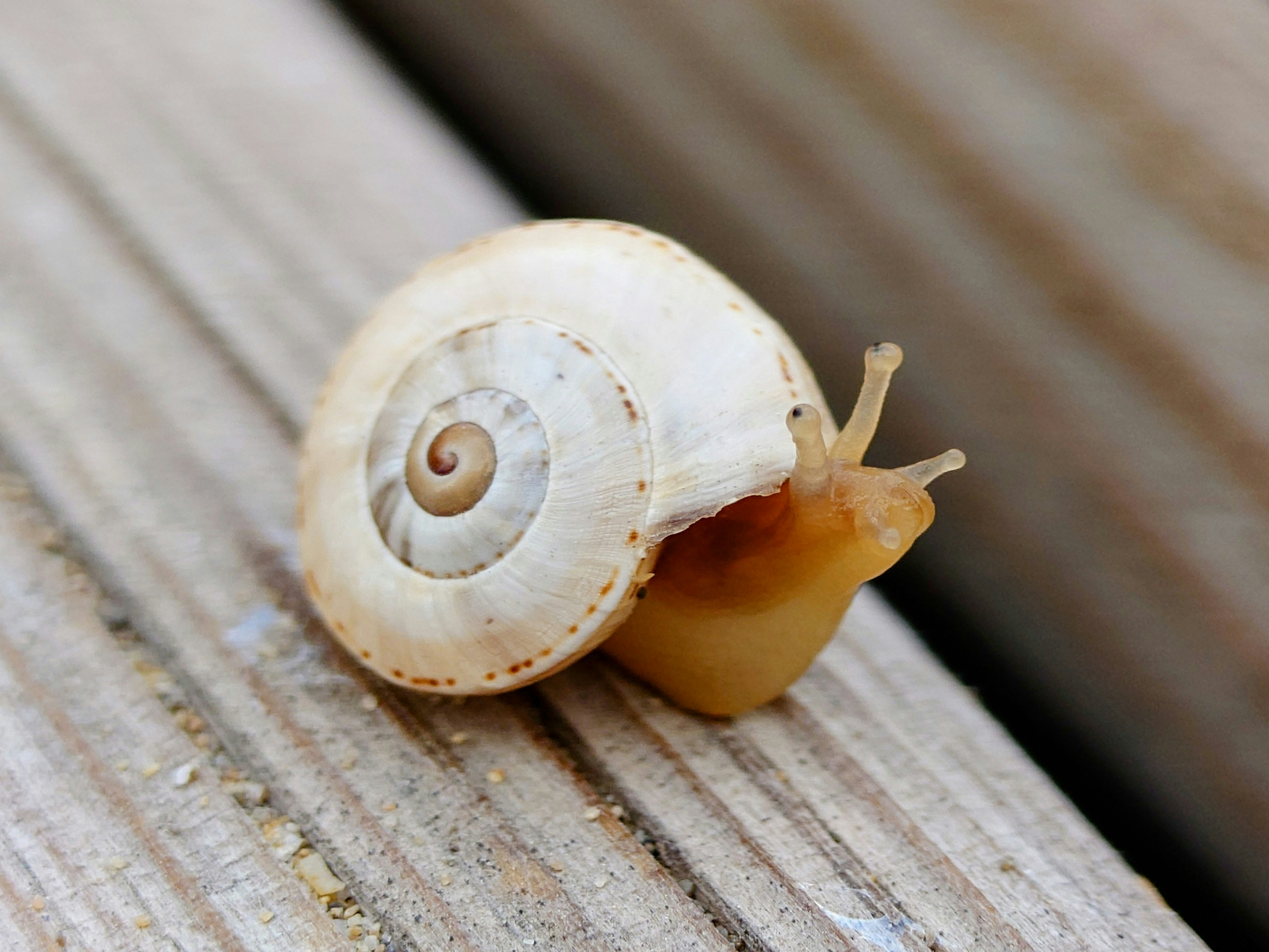 A snail crawls along a wooden surface.