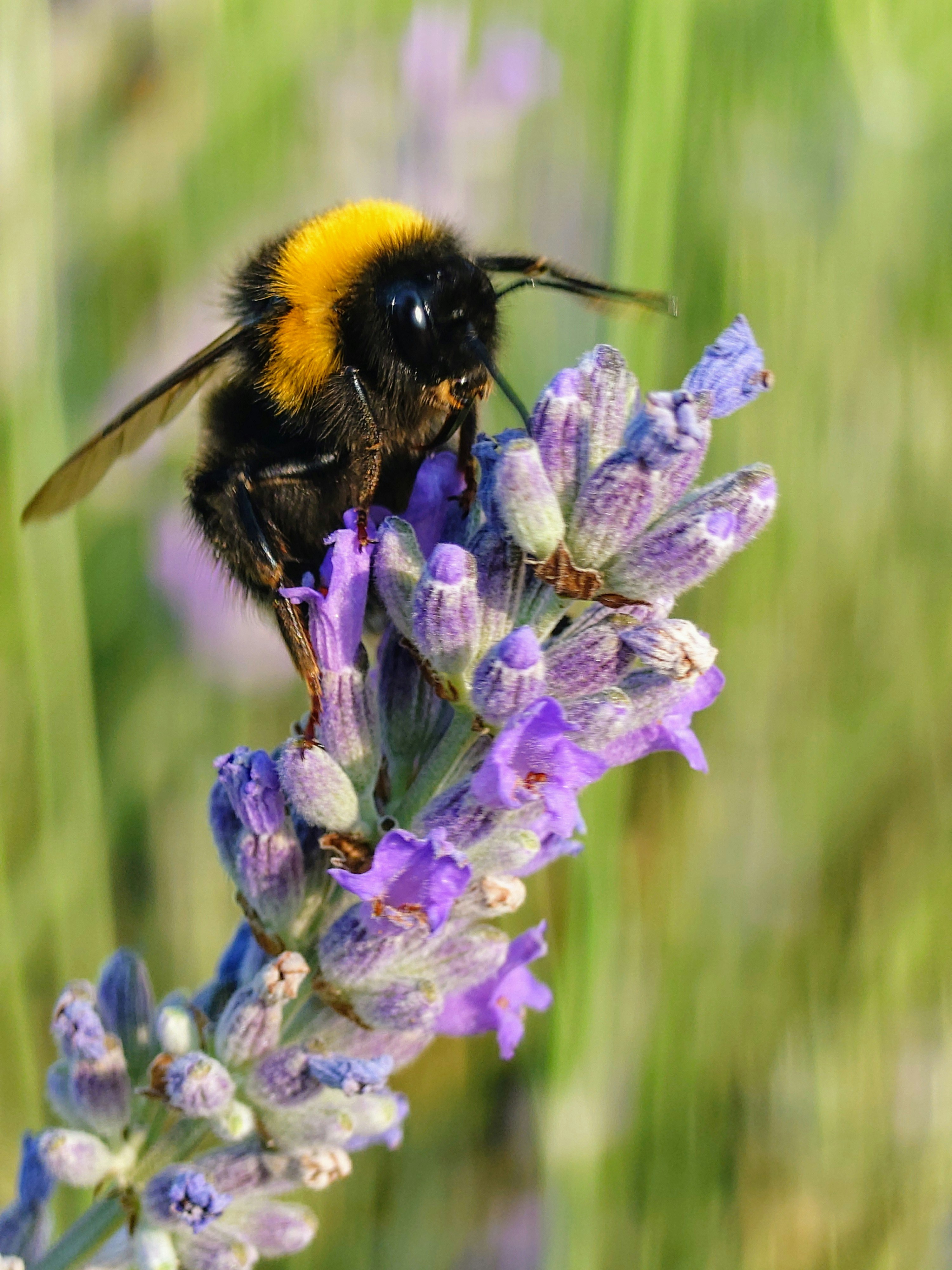 A bumblebee drinks nectar from a purple flower.