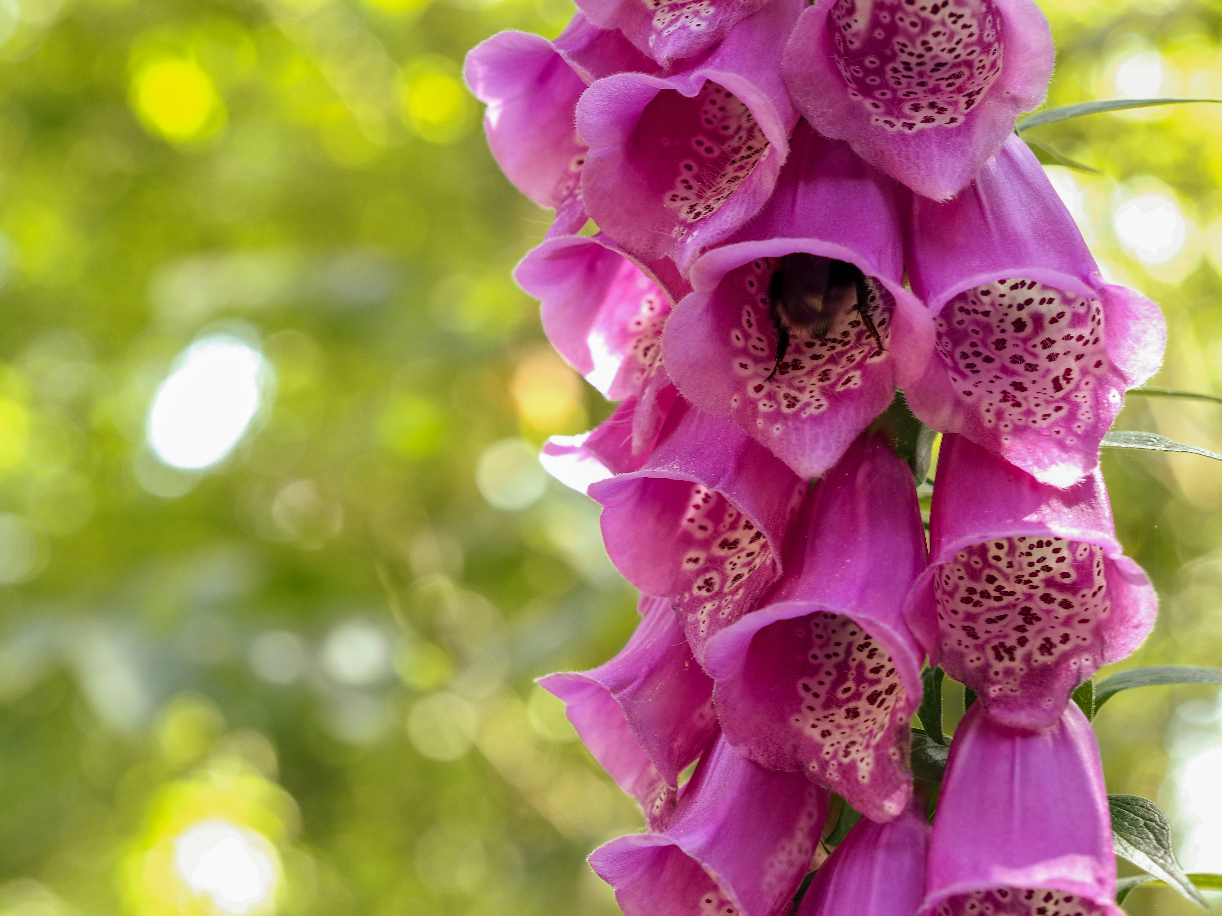 Purple foxglove flowers are in full bloom.