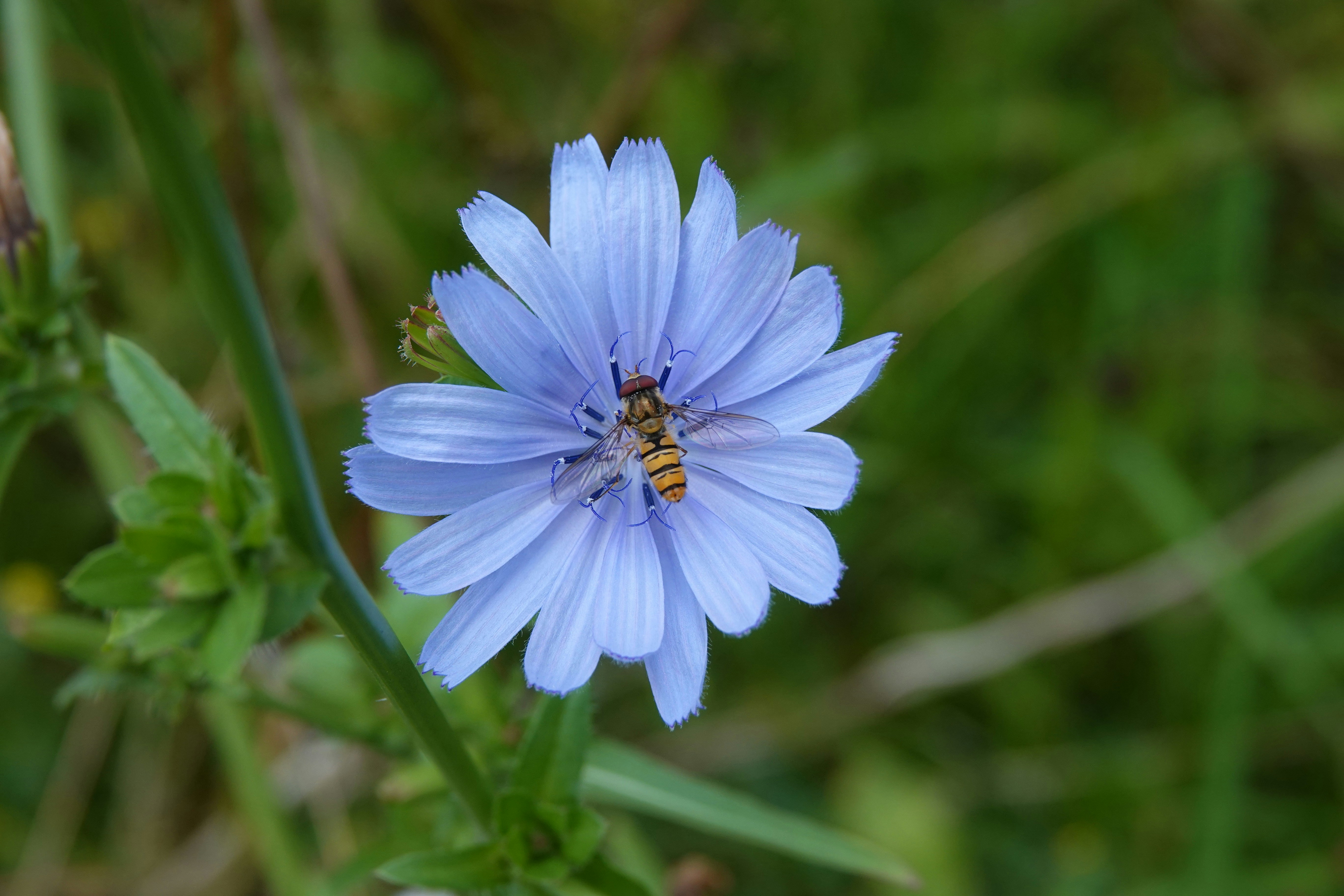 Una abeja se posa sobre una delicada flor azul.