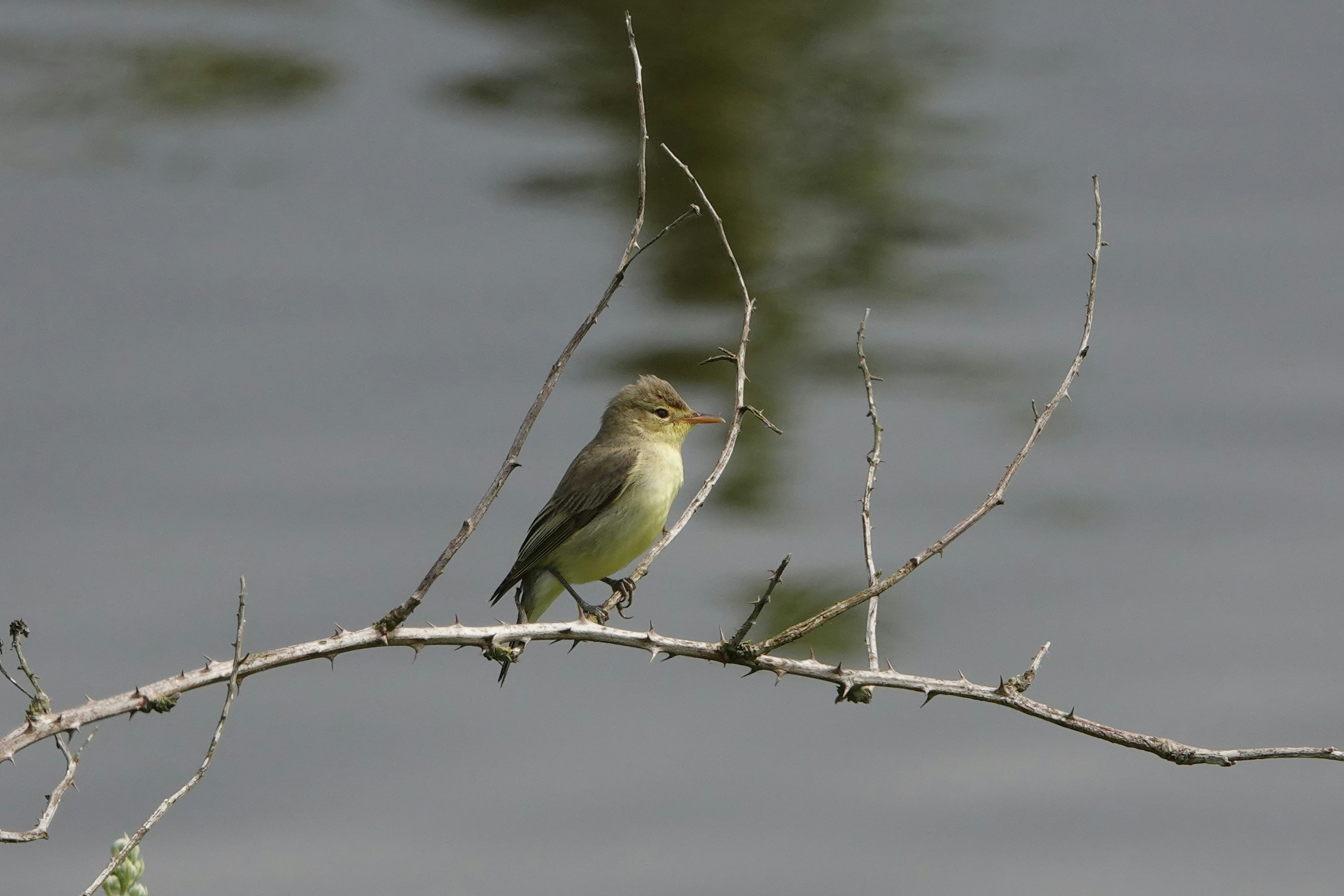 Un pequeño pájaro descansa sobre una rama desnuda.