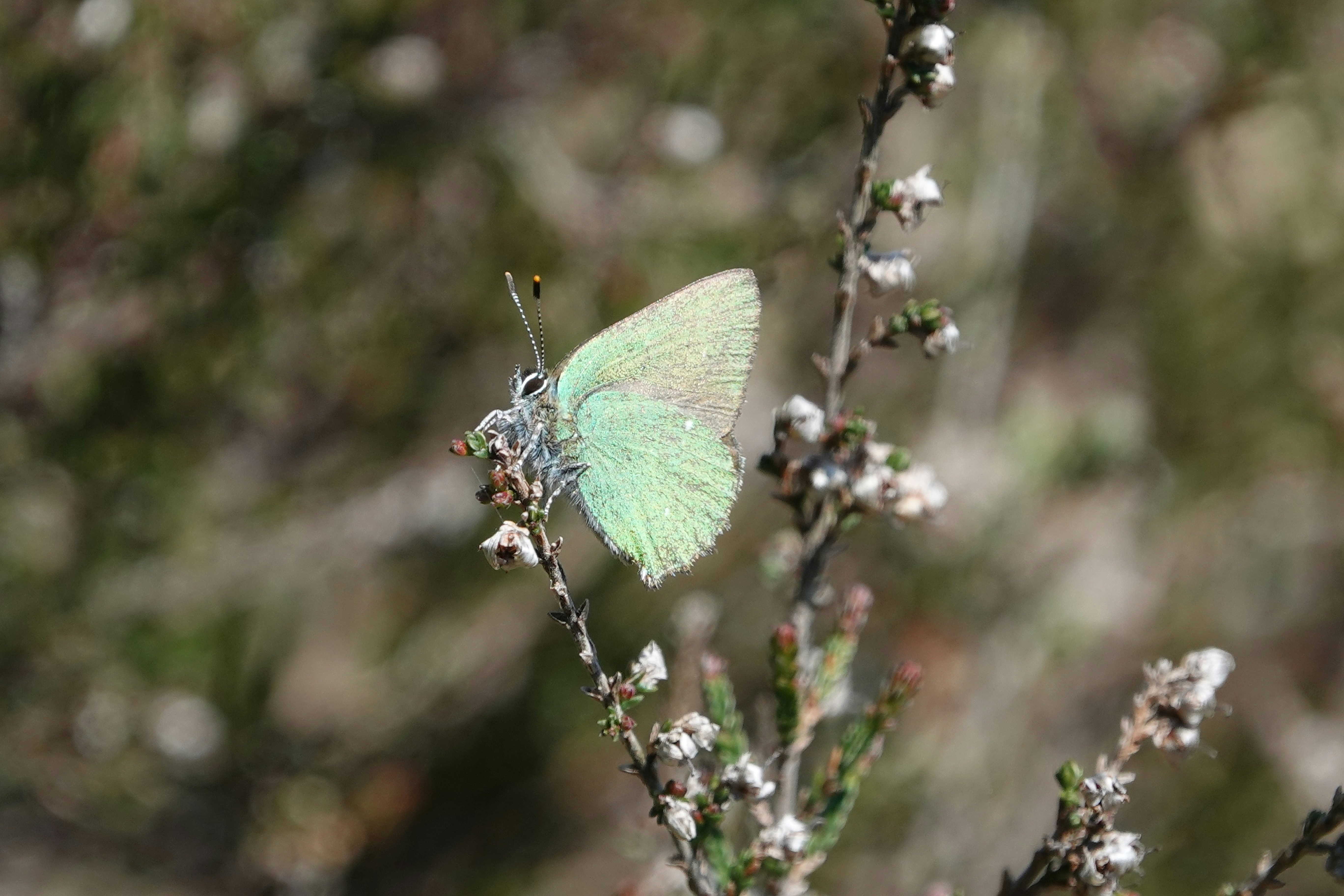 Una mariposa verde se posa en una ramita.