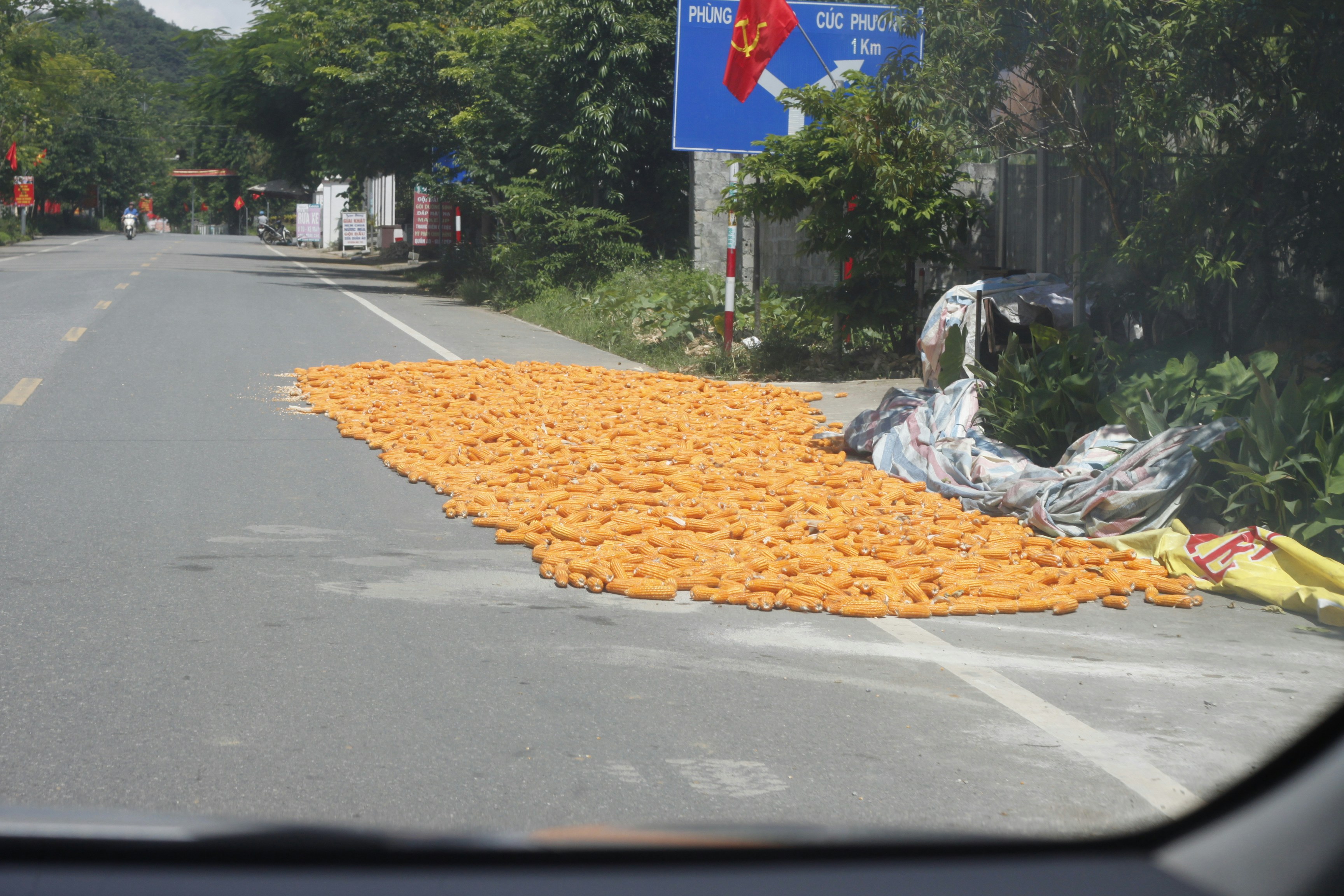 Corn drying on road
