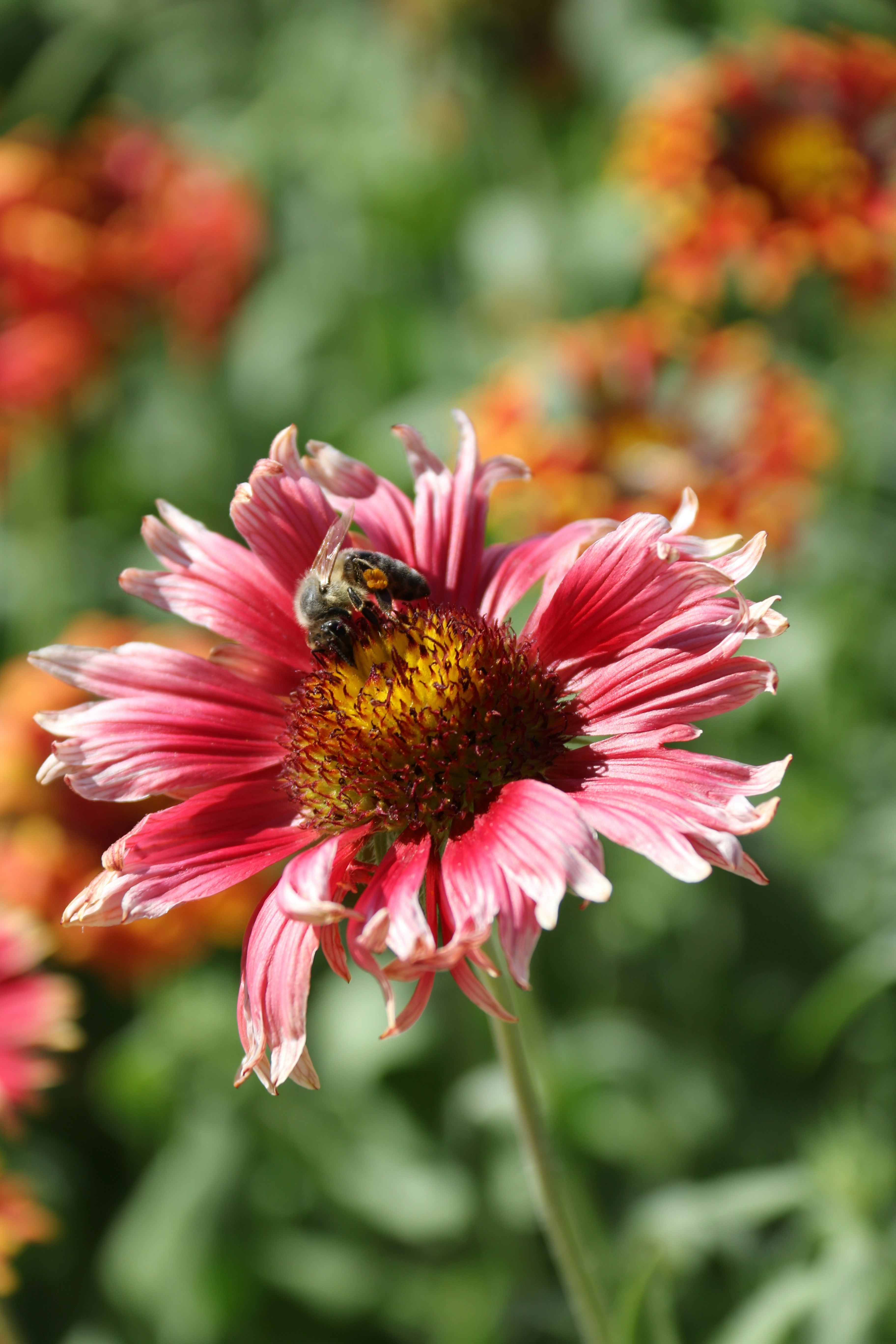 Photo by andreiacunha