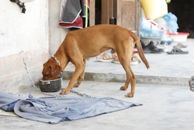 A dog eats from a bowl outside.