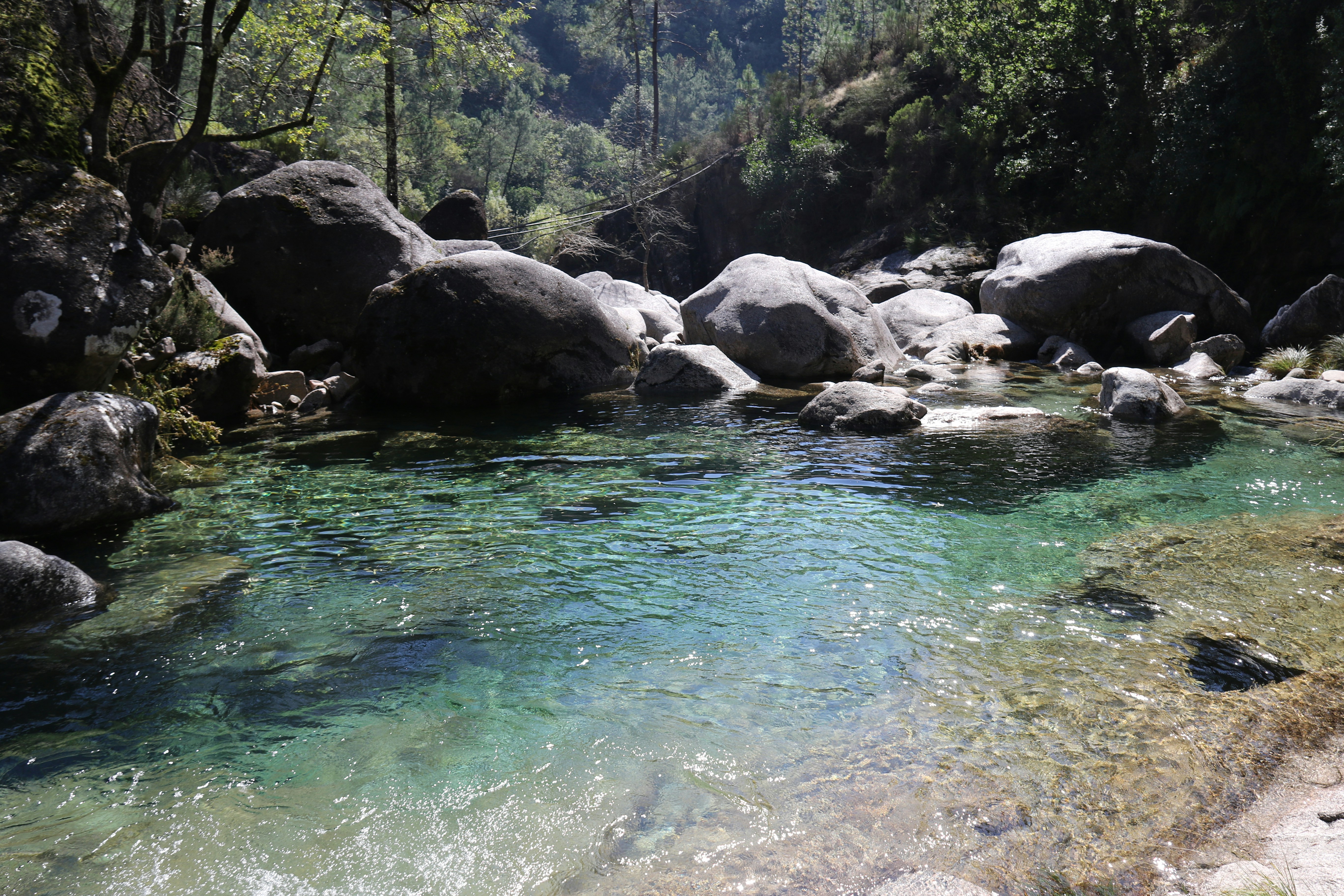 Clear rocky stream through forest