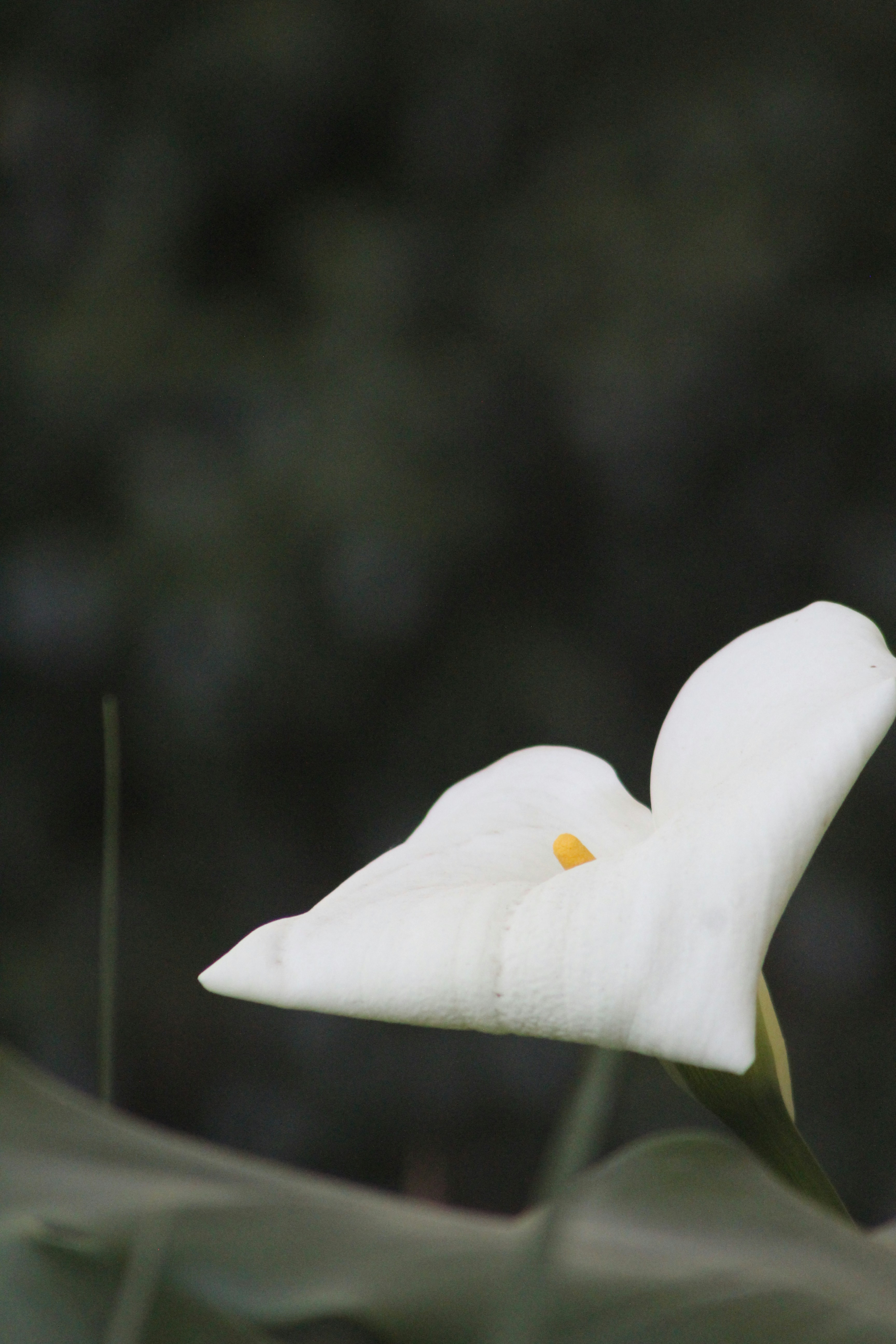 Photo by william_nettmann