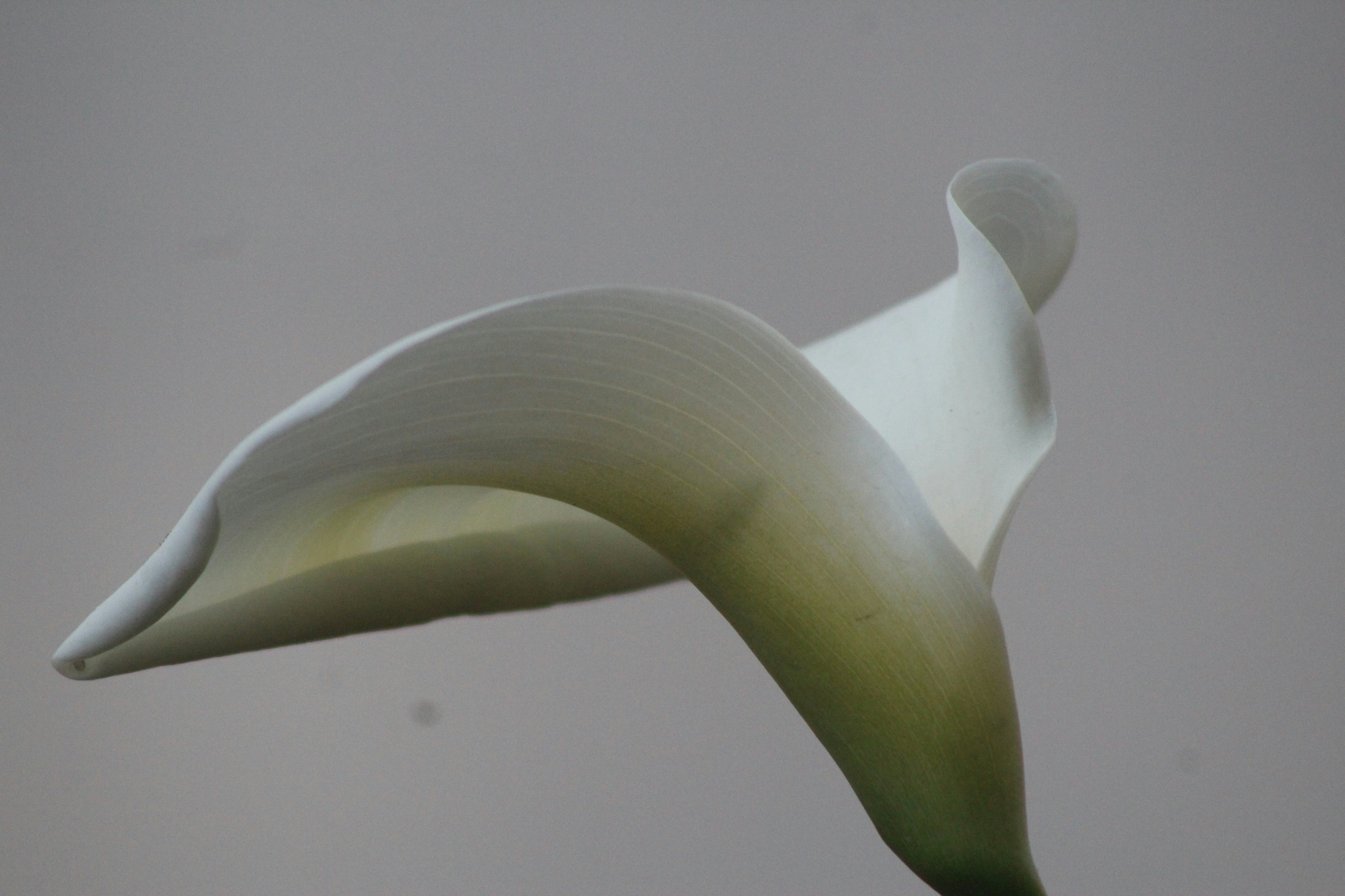 Photo by william_nettmann