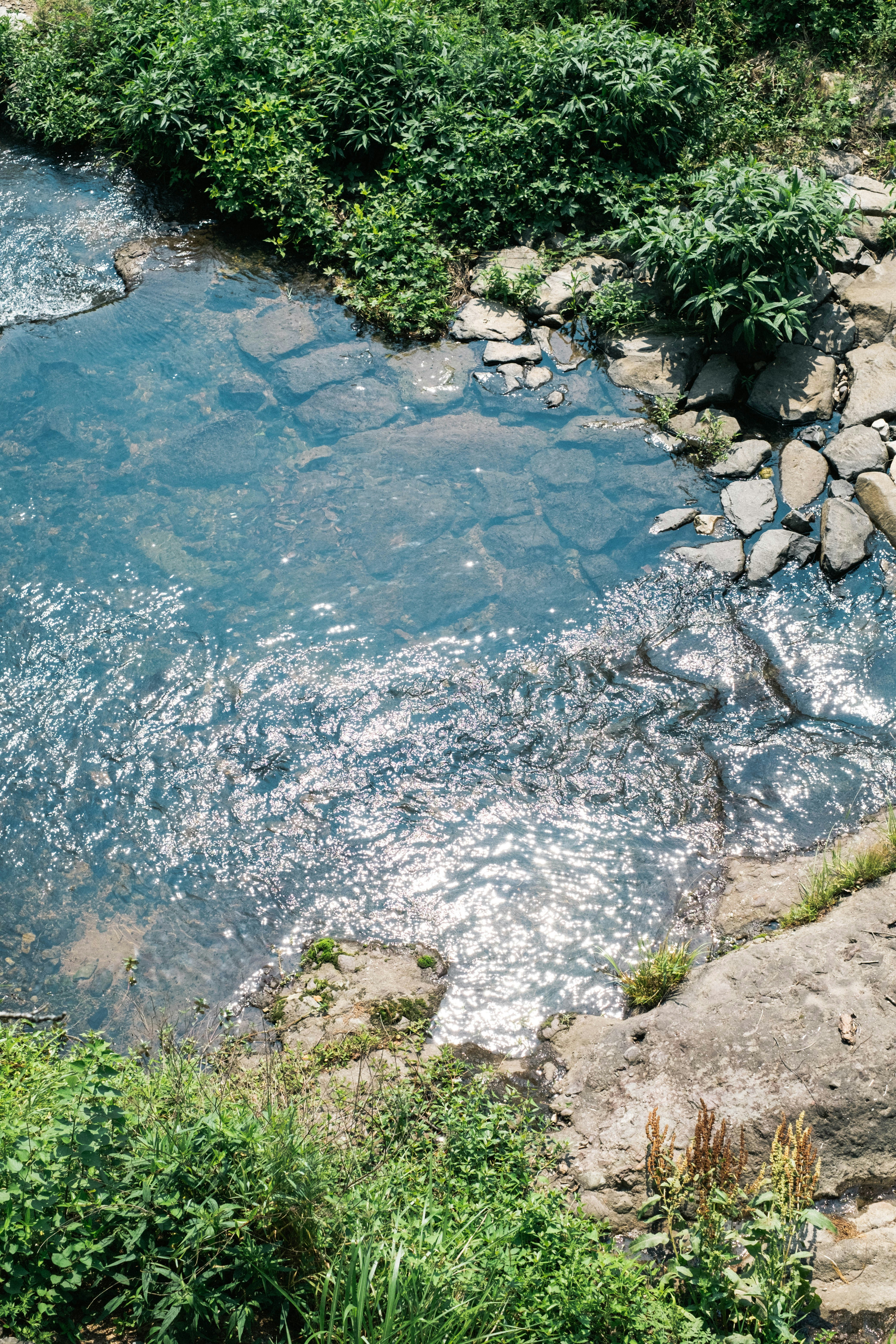 A sparkling stream flows through lush greenery.