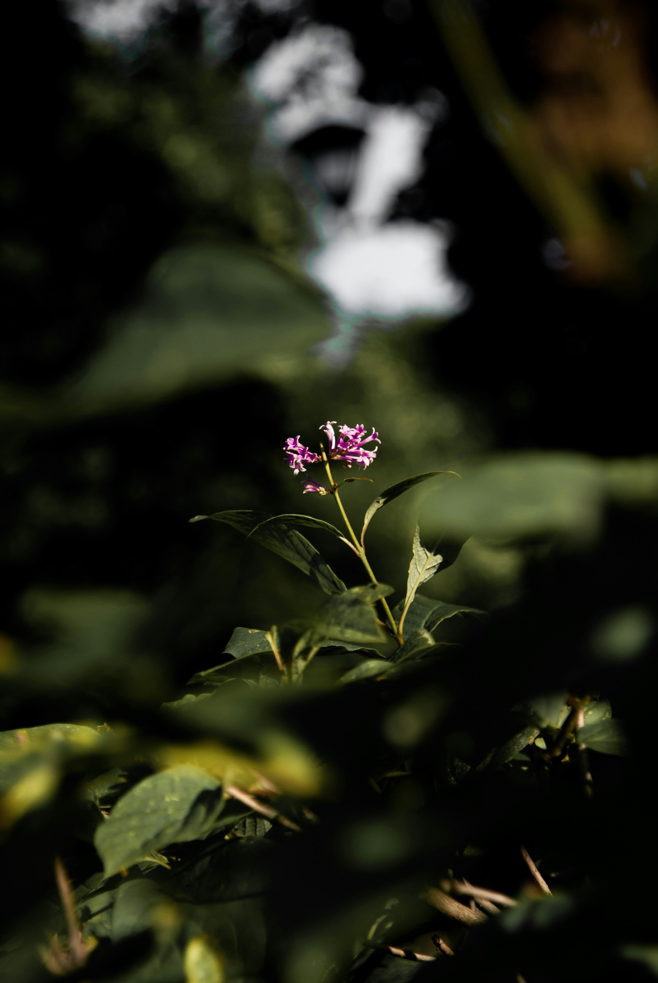 Photo by evavi17