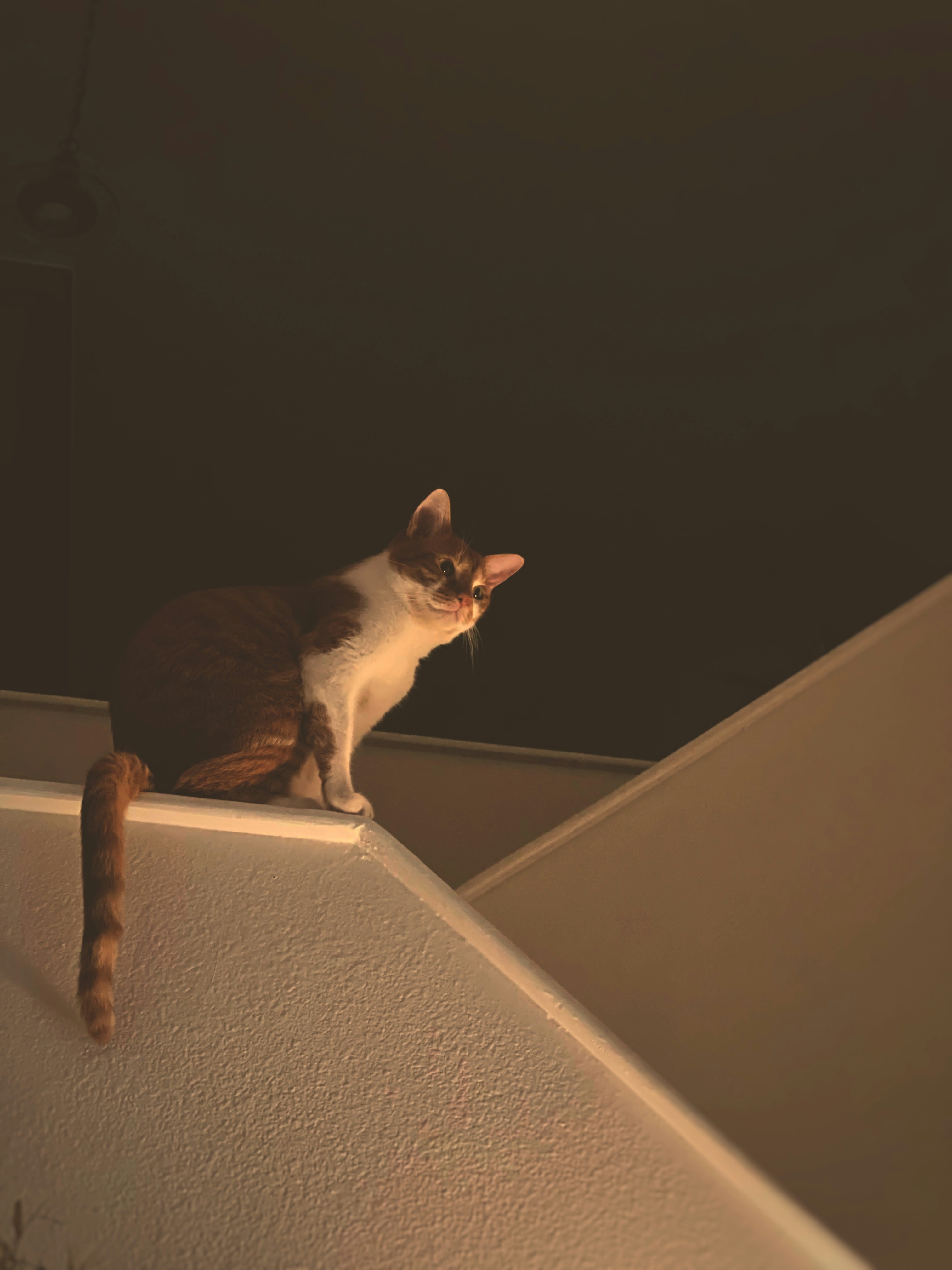 Eine Katze sitzt auf einem Felsvorsprung und schaut zur Seite.