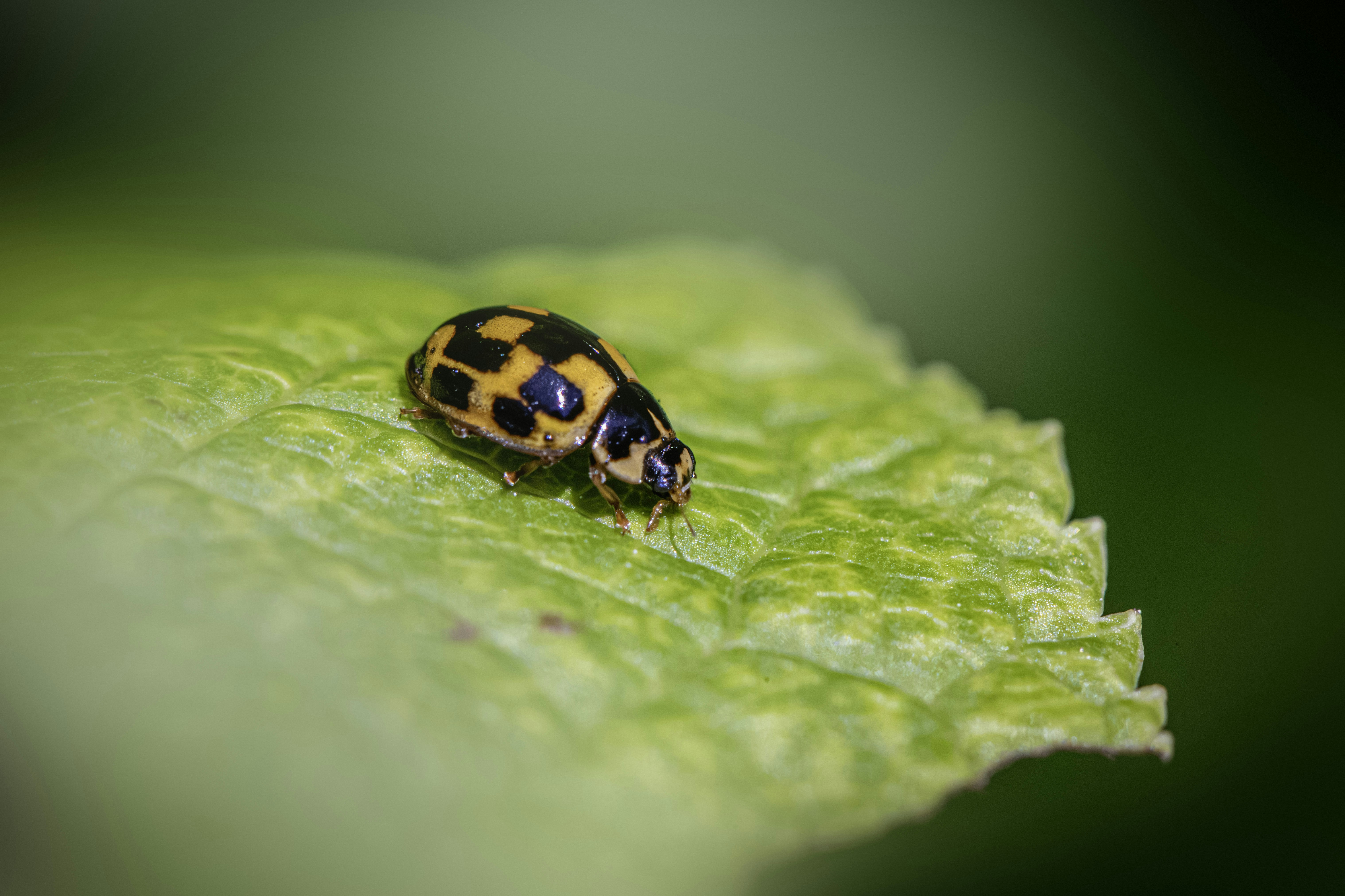 Photo by erik_karits