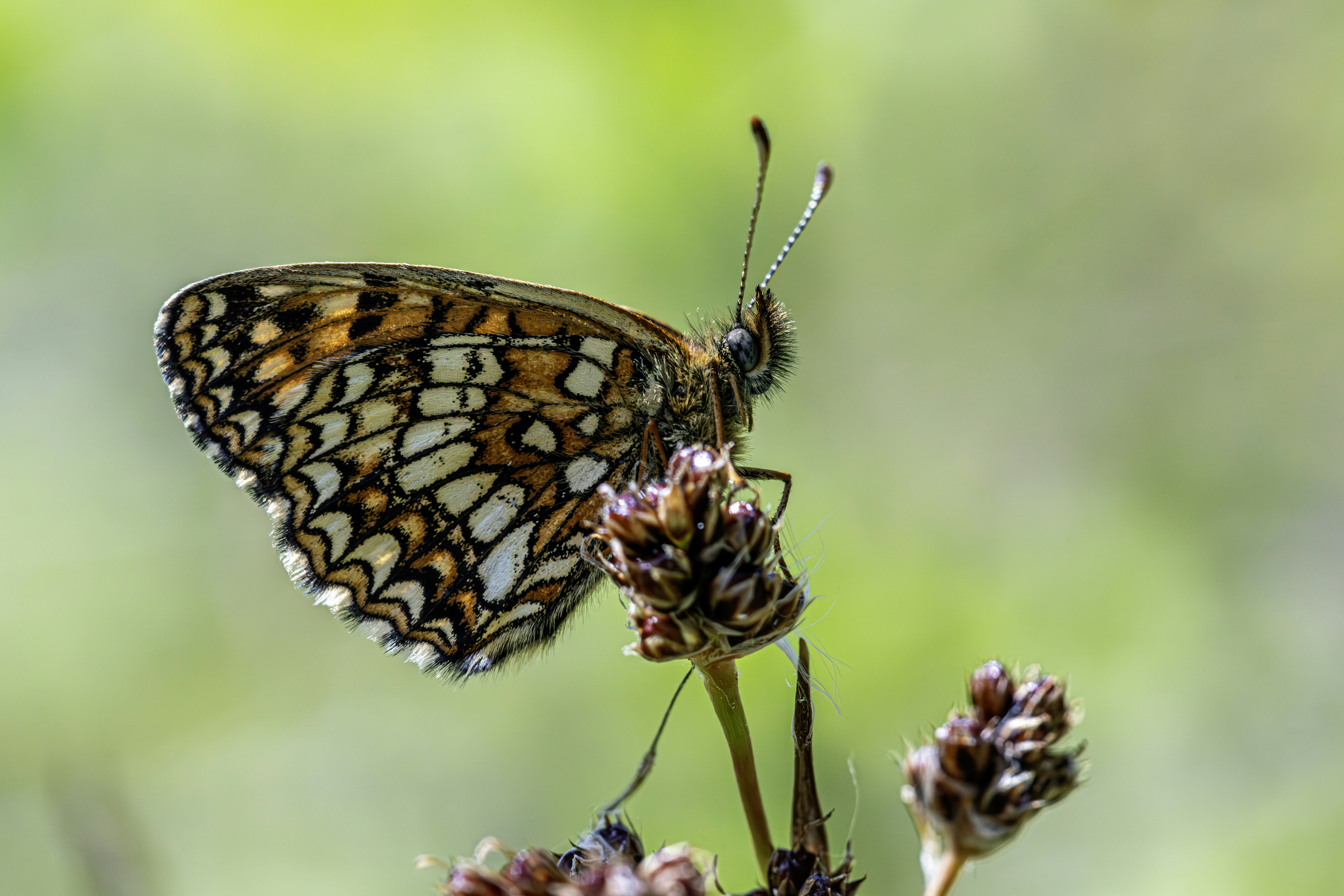 Photo by erik_karits