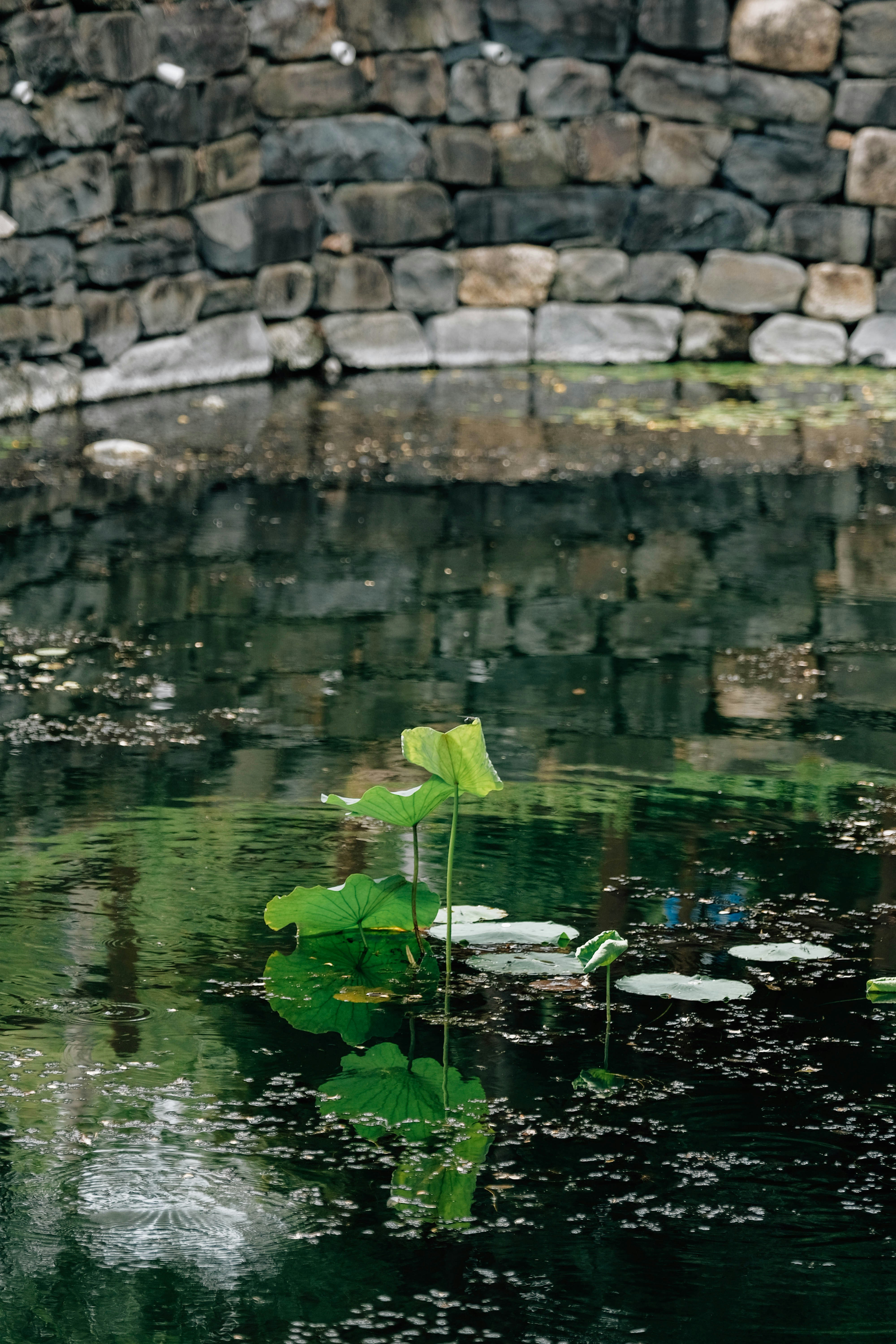 Lotus leaves reflect on a dark, calm pond.