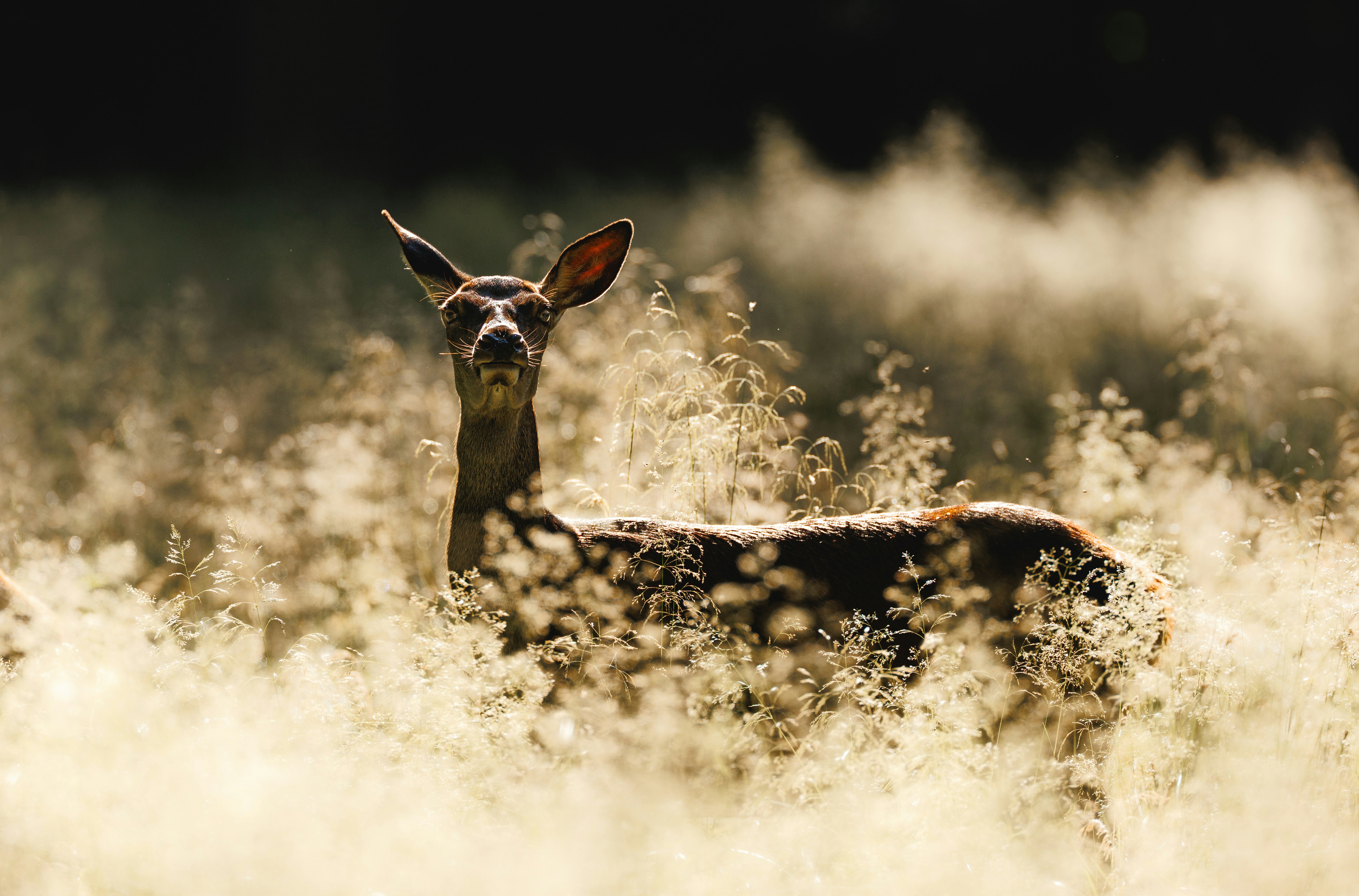 Though there are certainly some people with a natural knack for public speaking, many more seem to live in fear of being called upon to get up in front of others in this way. However, by reviewing some key concepts, it is quite possible to make public spe