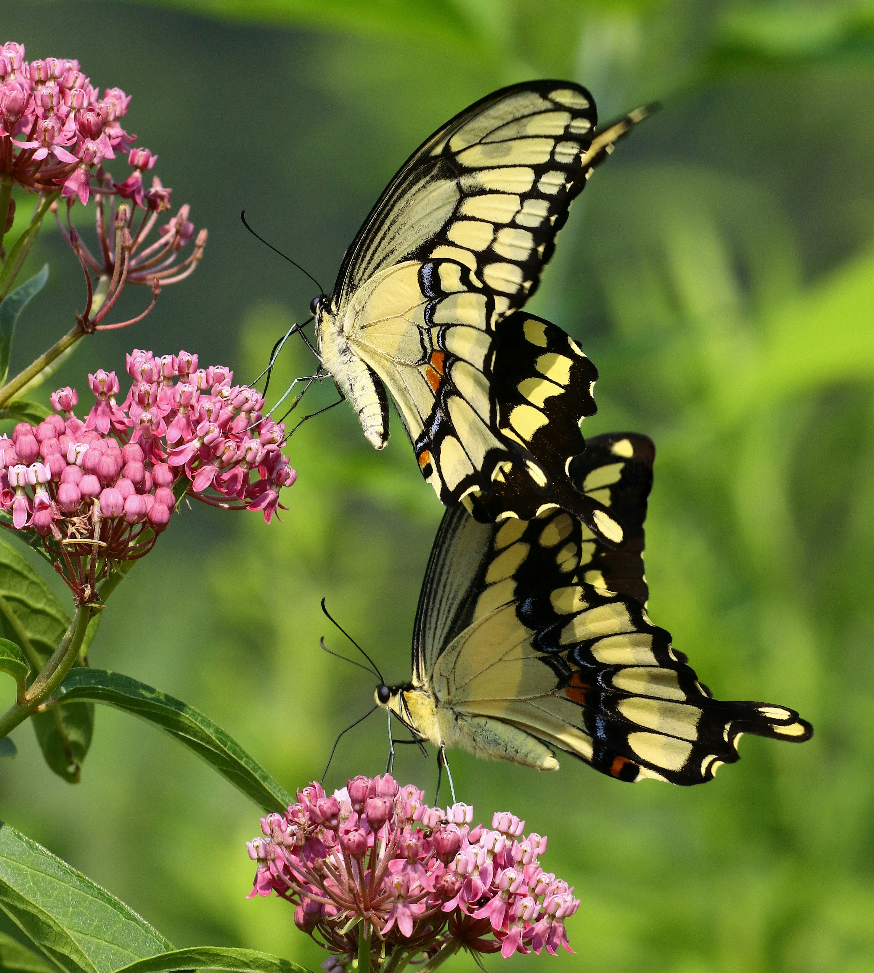 Las mariposas se posan en las flores rosadas en la naturaleza. foto –  Imagen de Mariposa gratuita en Unsplash, image size:3000x3339