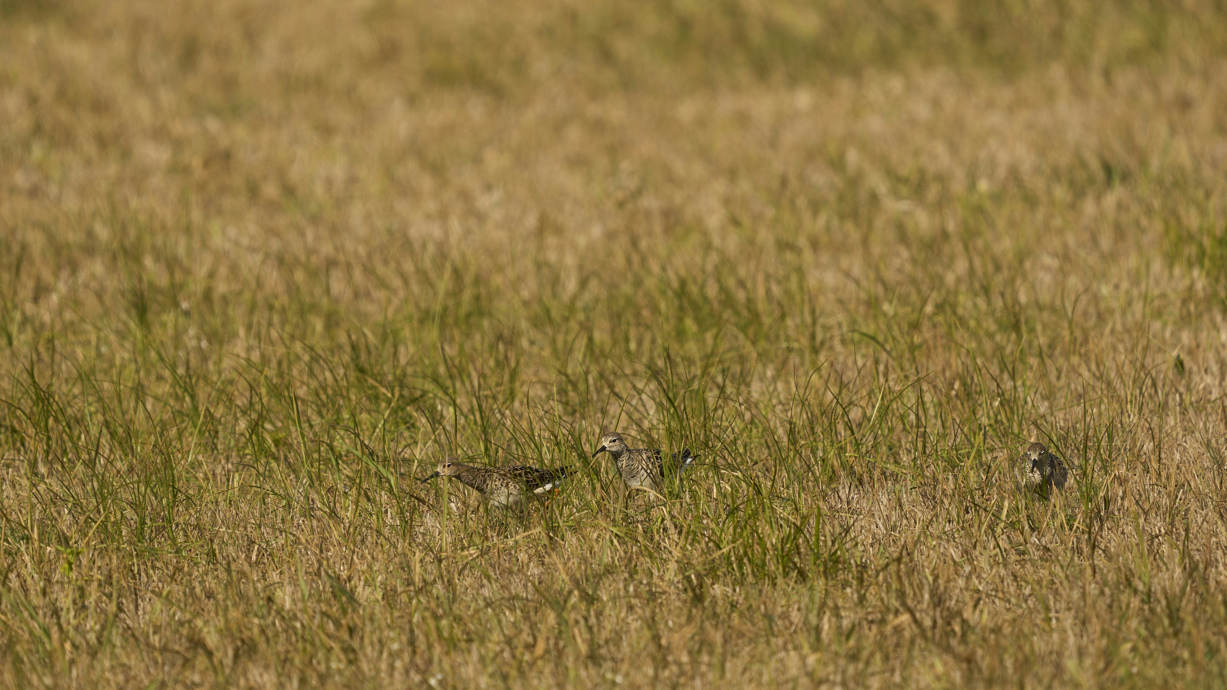 Photo by wolfgang_hasselmann