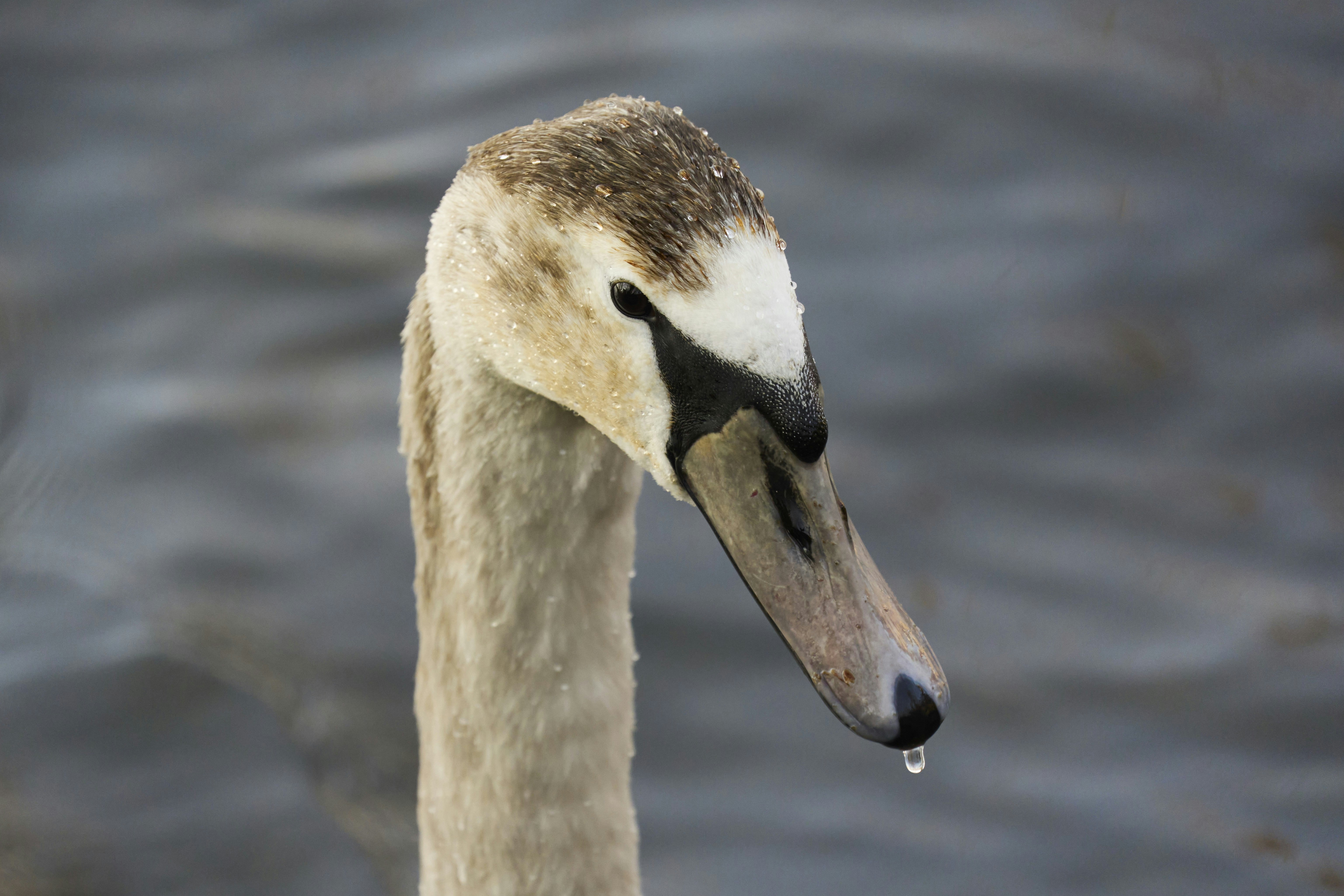 Photo by wolfgang_hasselmann