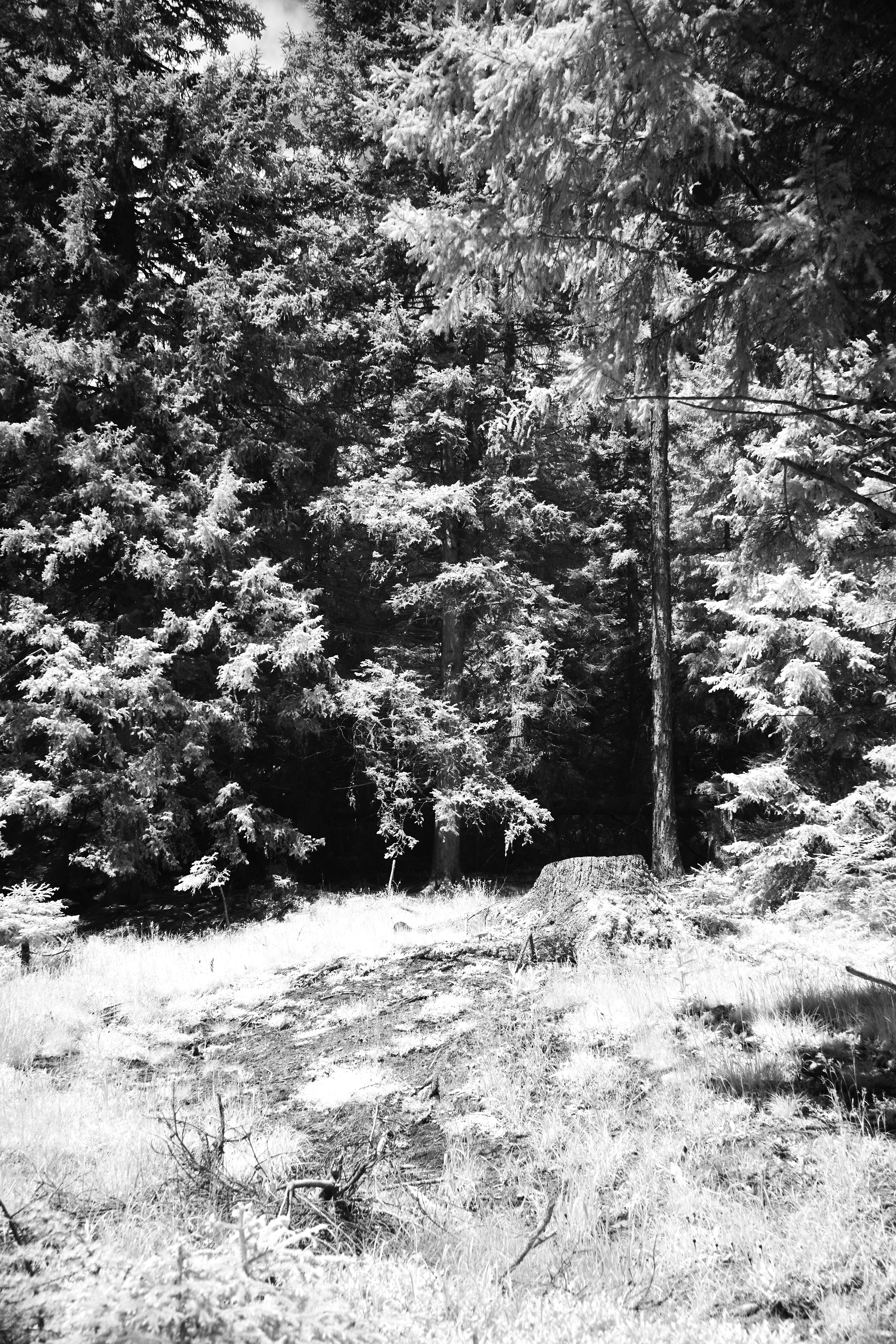 Photo by wolfgang_hasselmann