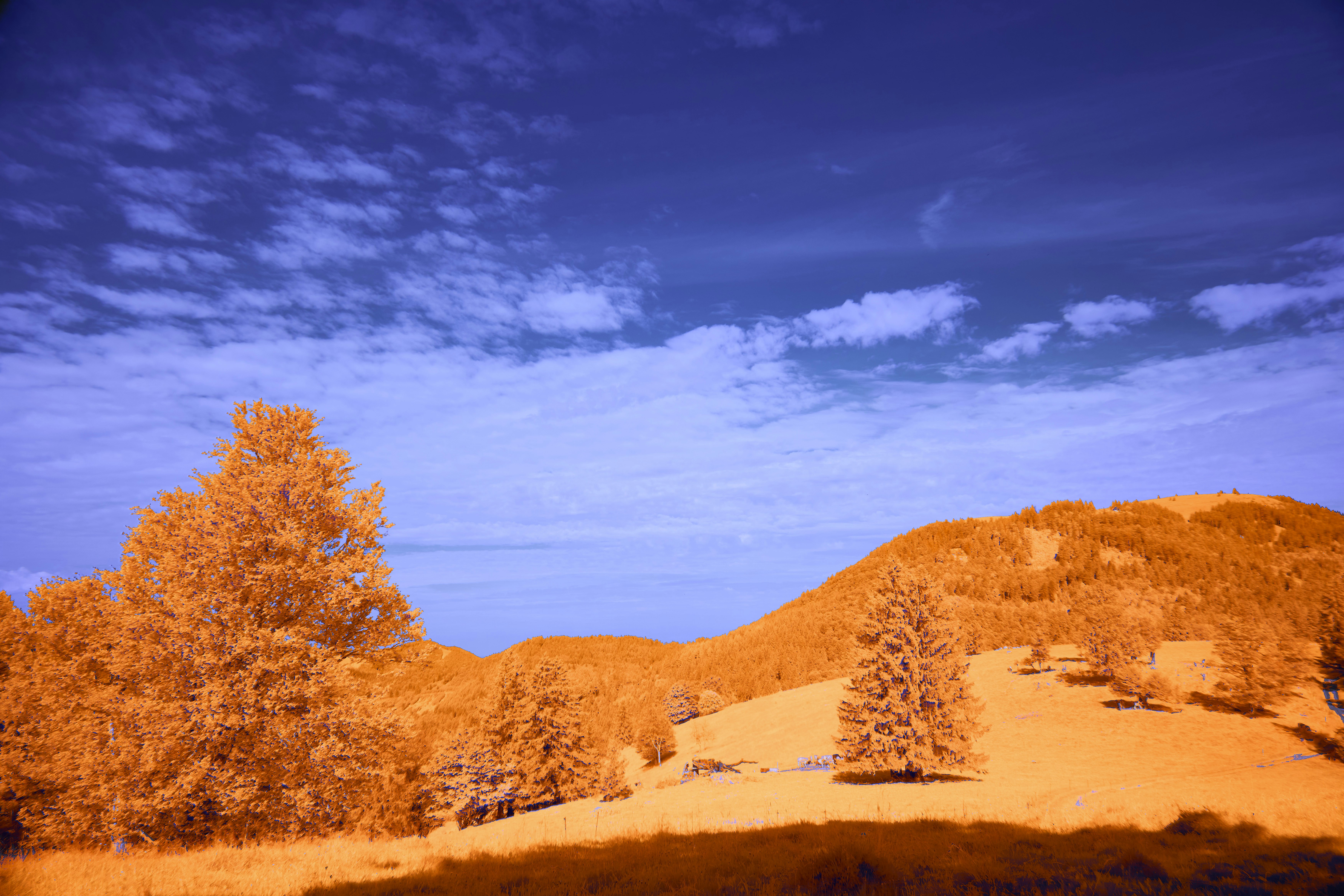 Photo by wolfgang_hasselmann