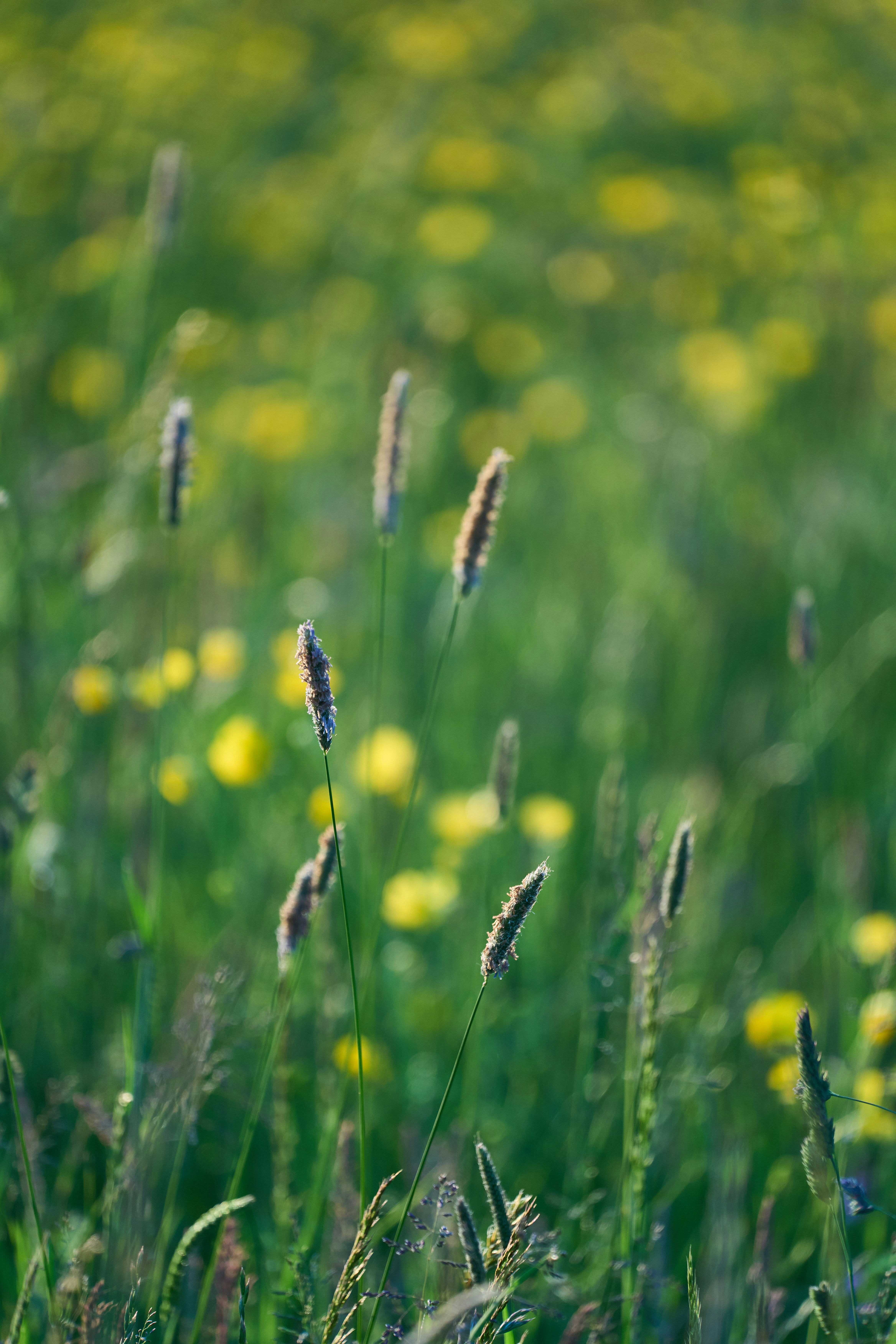 Photo by wolfgang_hasselmann