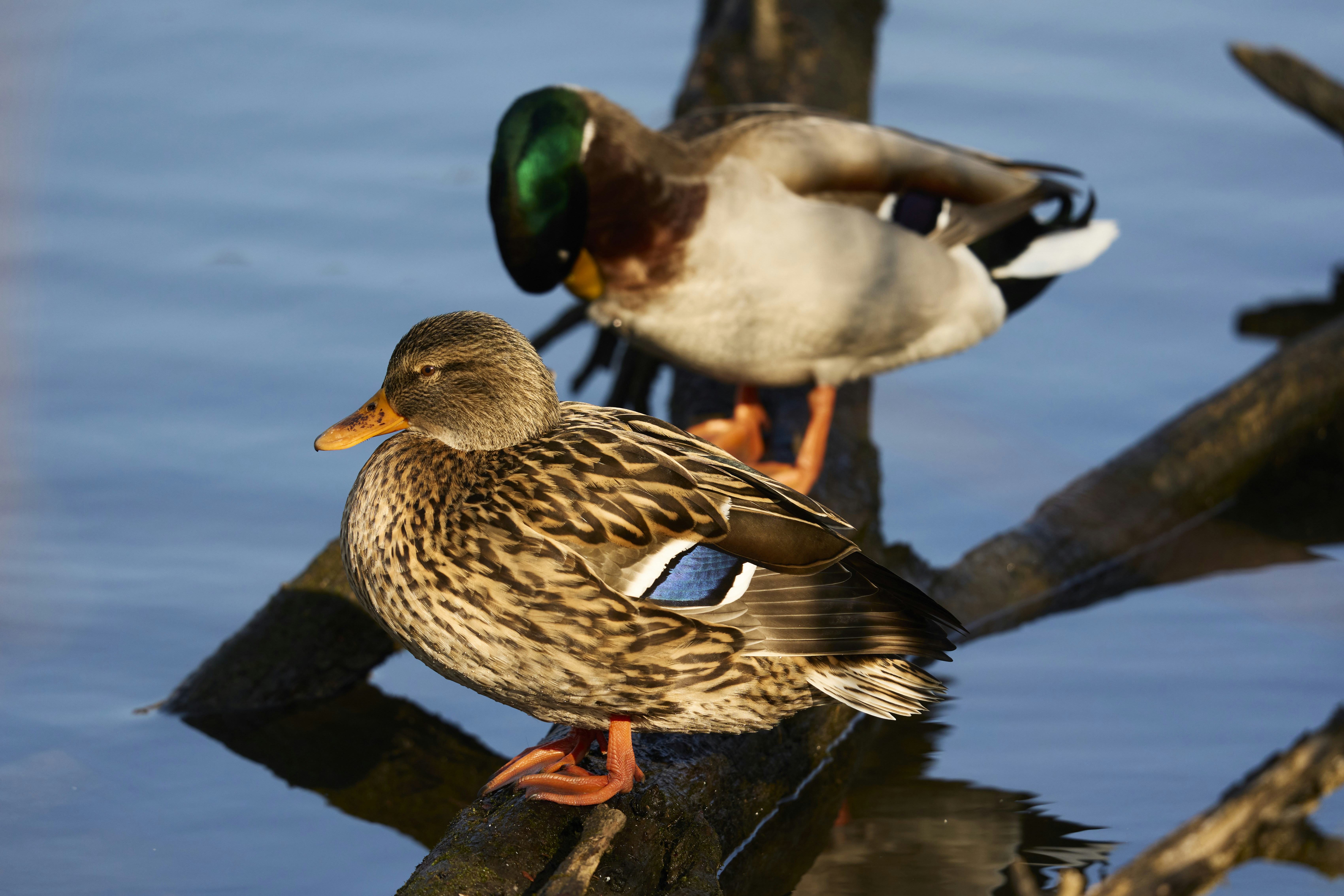 Photo by wolfgang_hasselmann