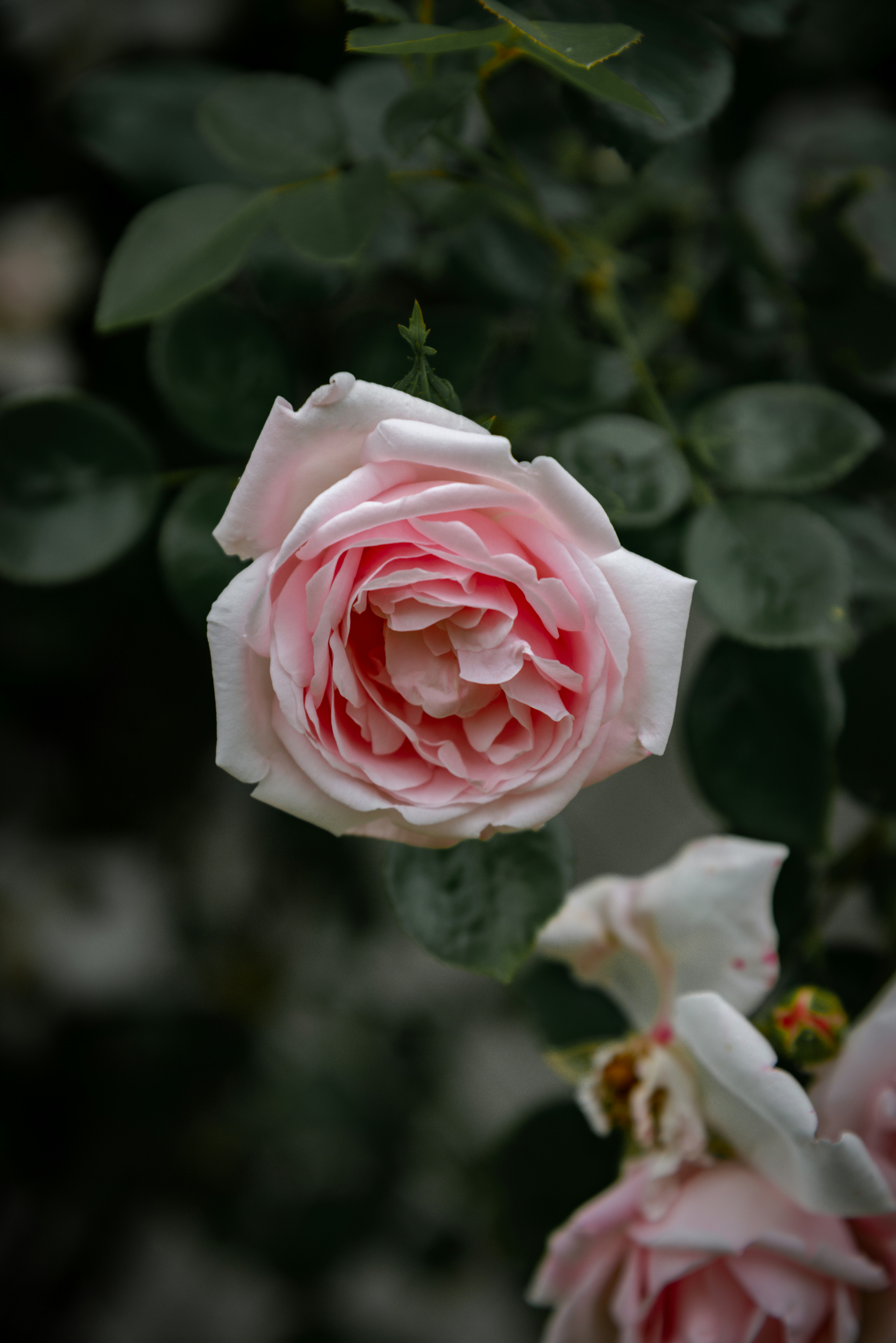 Photo by malwinanogaj