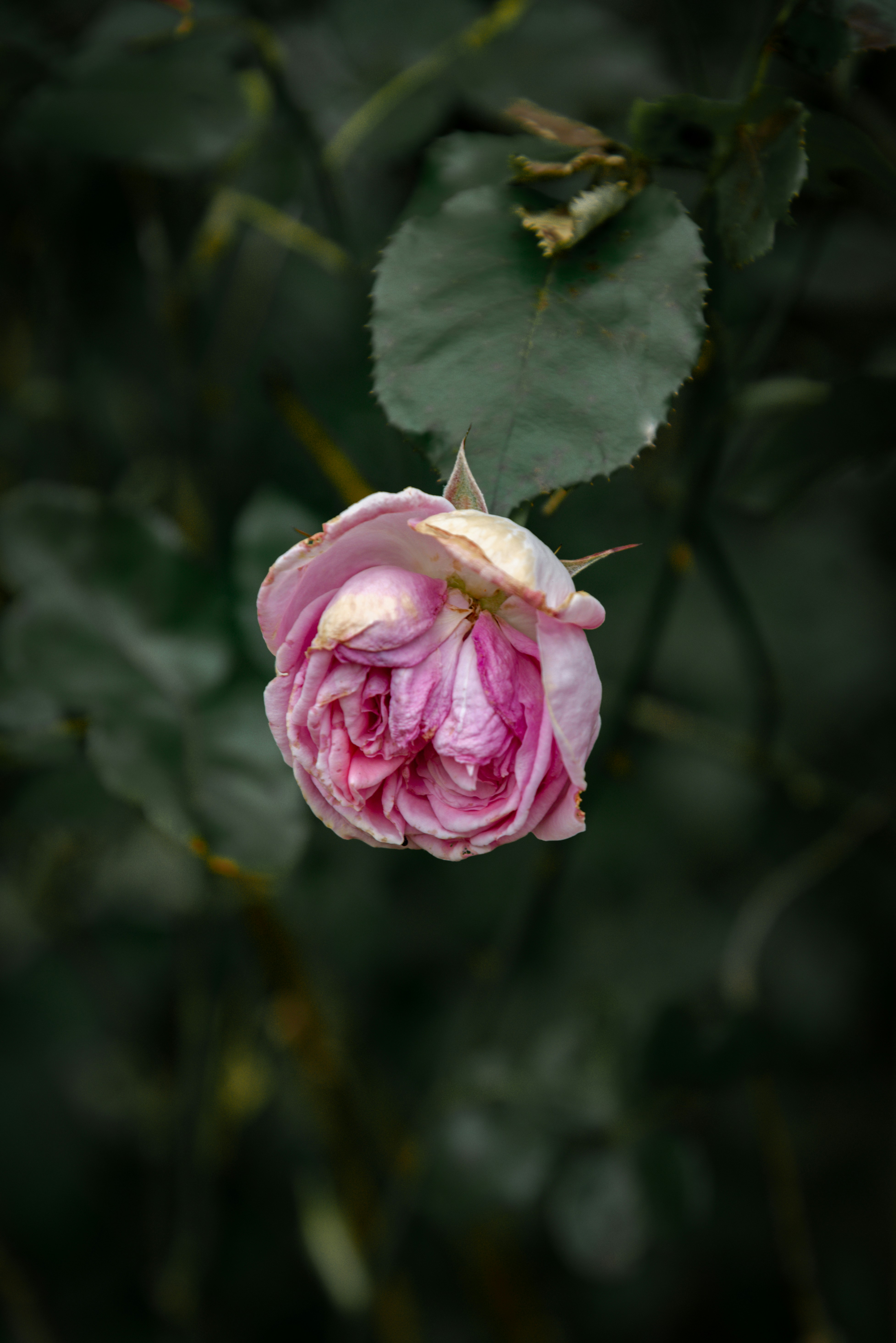 Photo by malwinanogaj