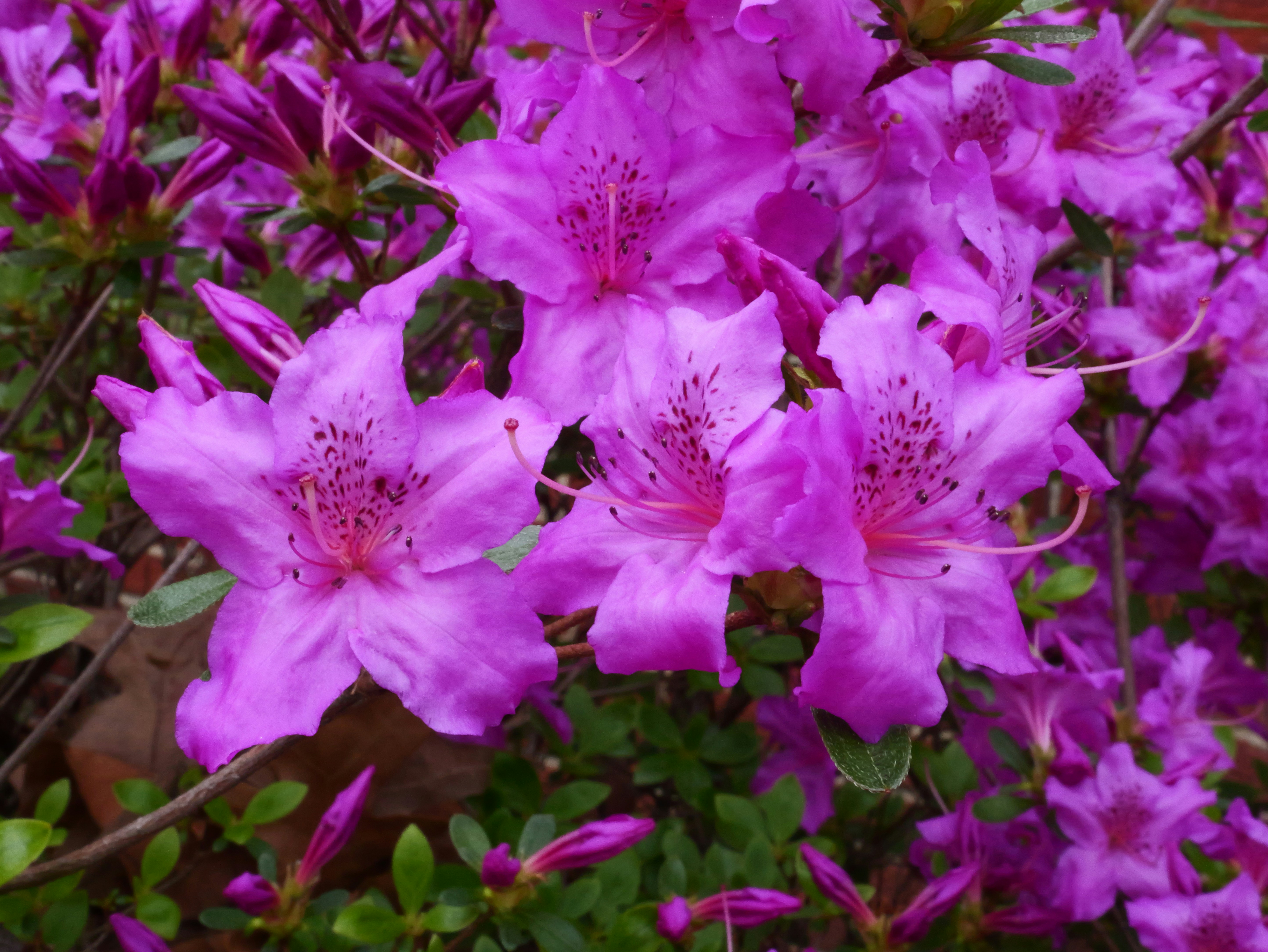 Photo by karonthompson