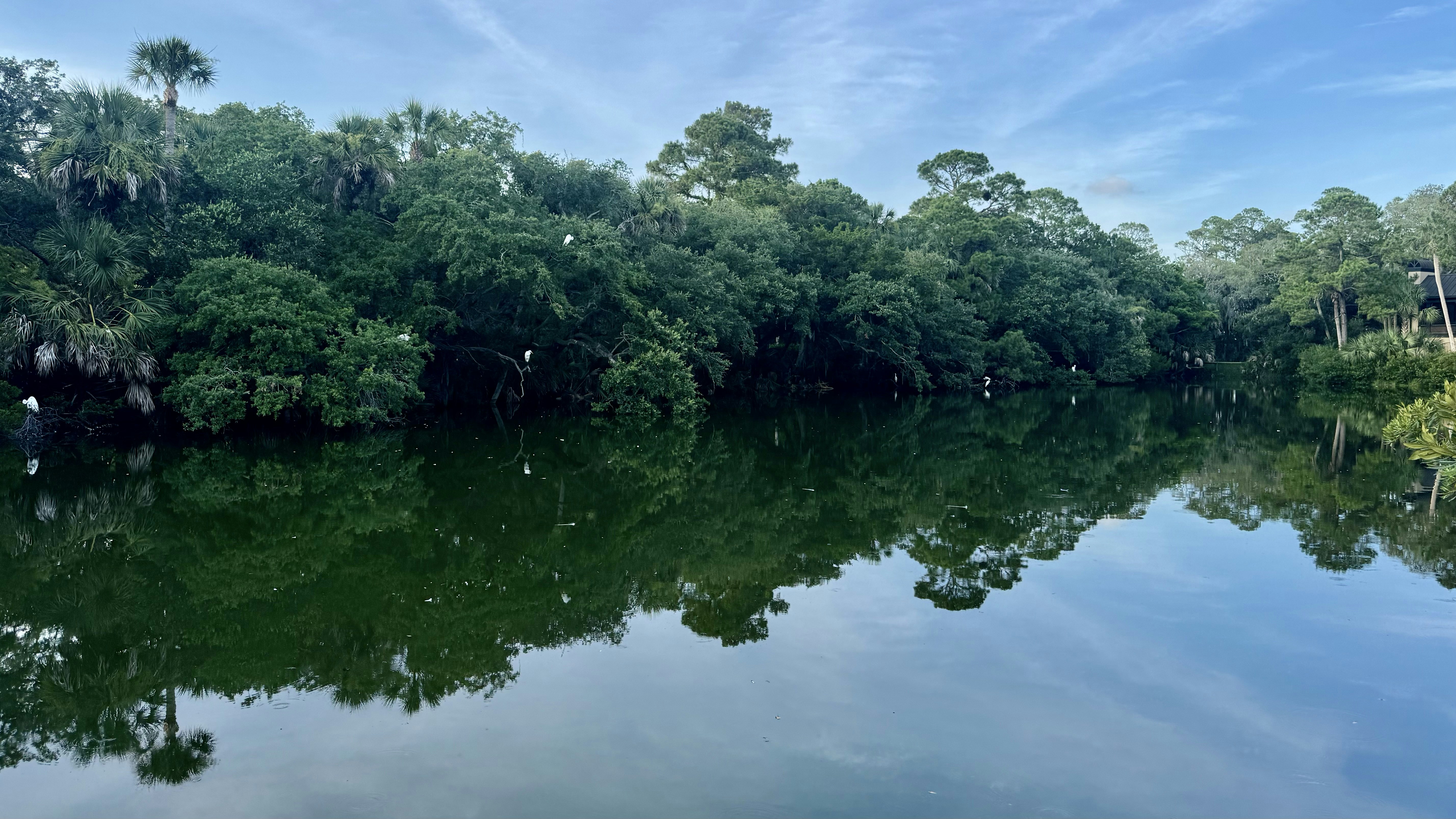 Water reflects lush green trees and blue sky.