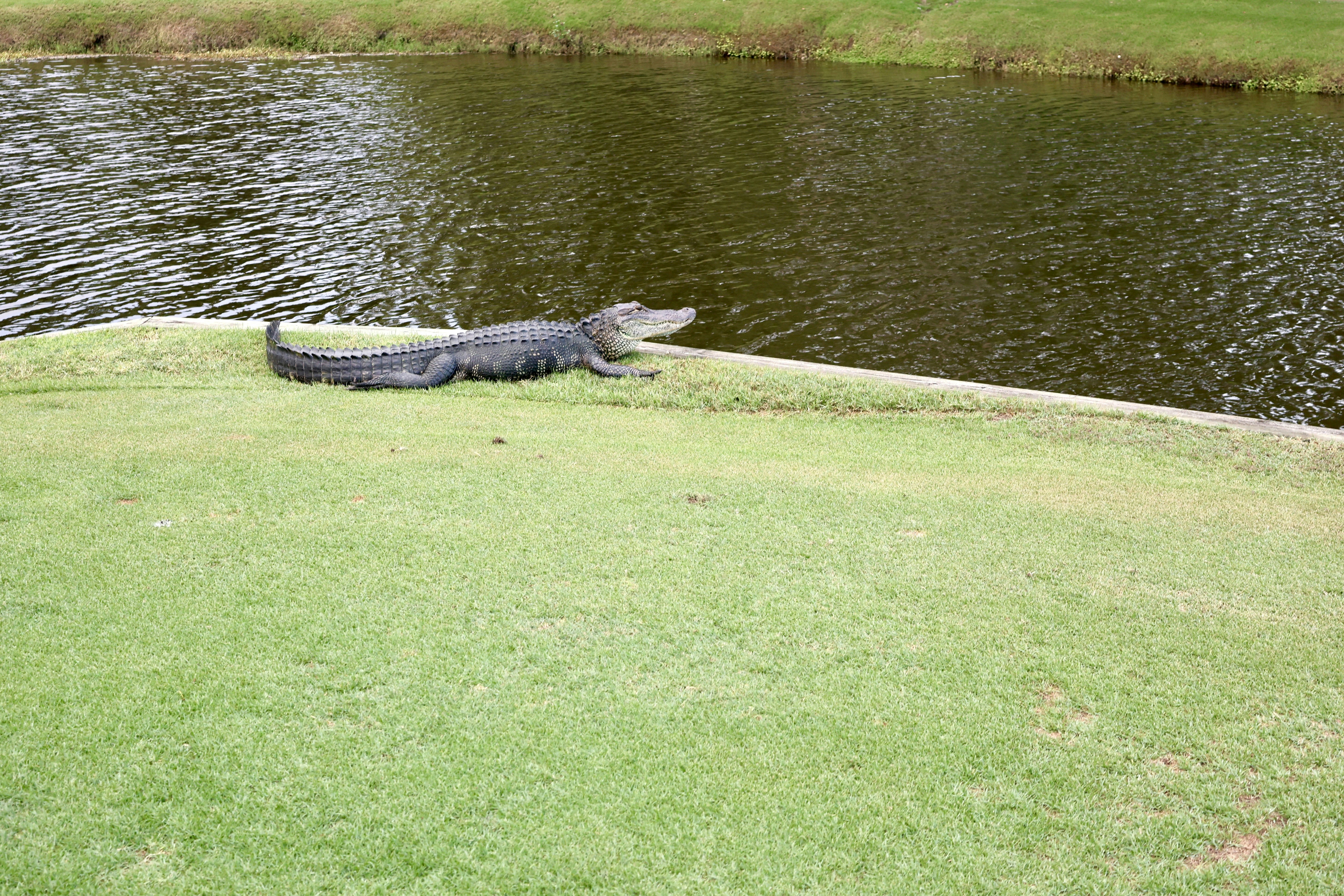 An alligator sunbathes on a green lawn.