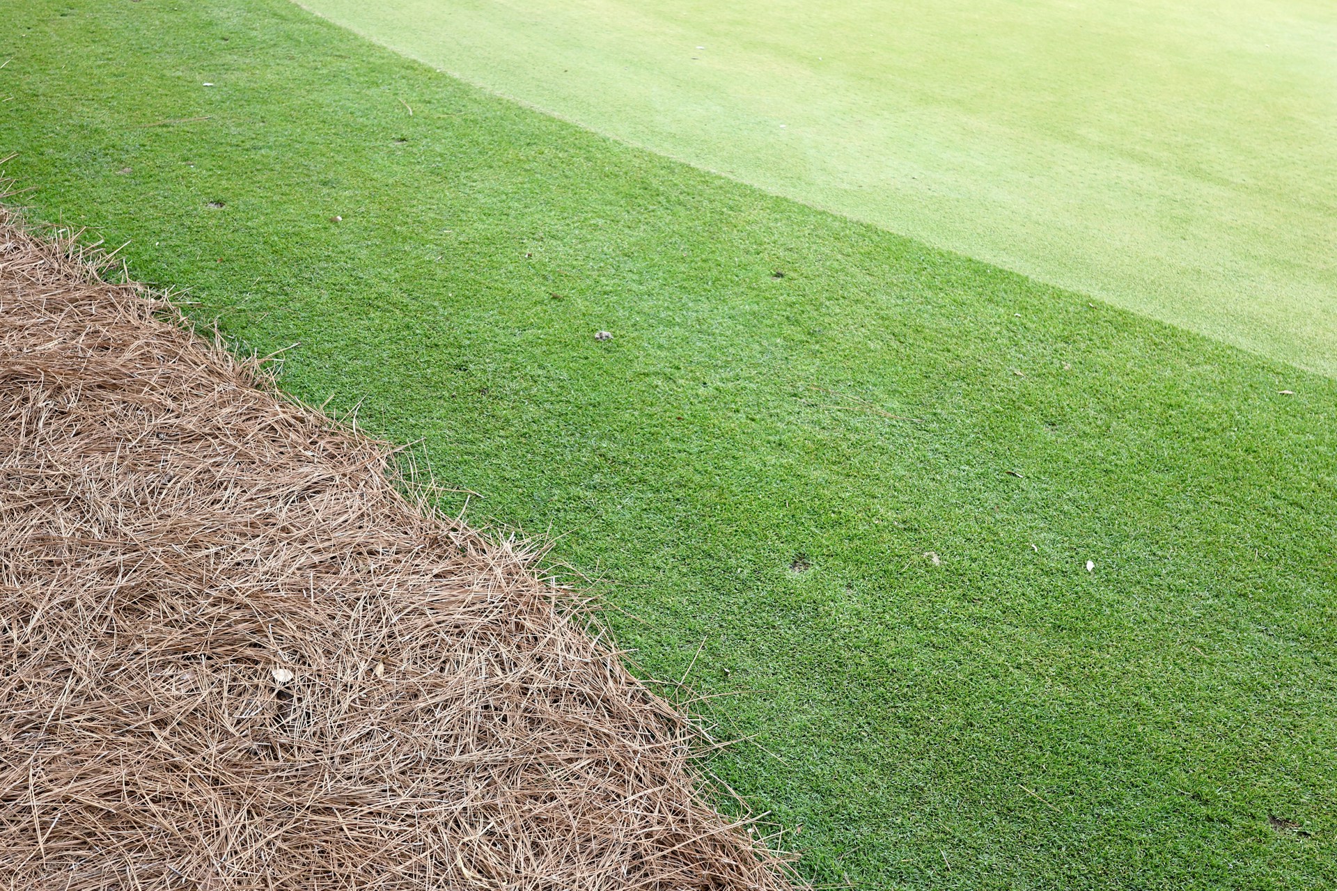 Green grass transitions to brown pine needles.