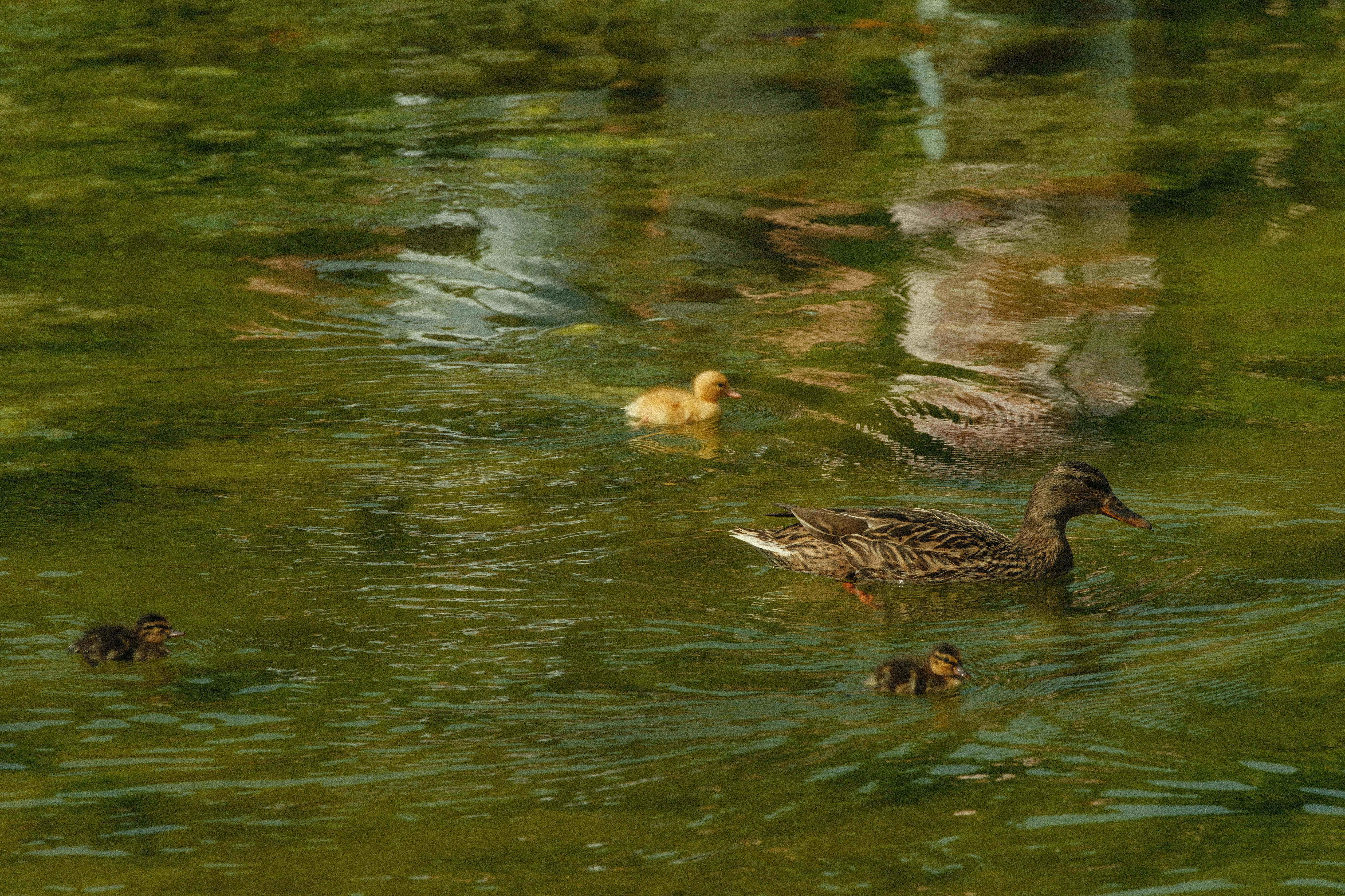 Photo by tonny_huang