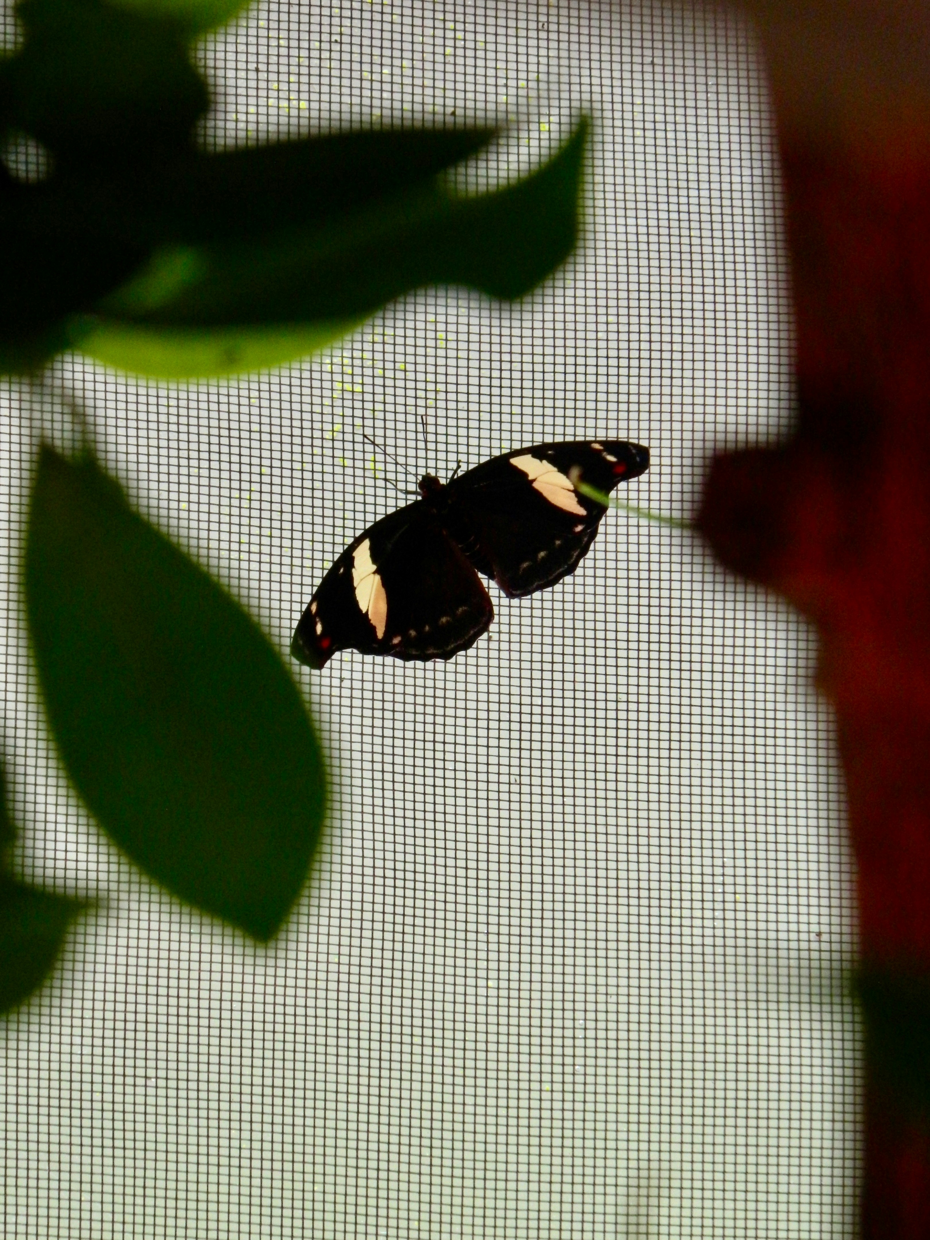 No.146 AI 复活、幽灵劳动与残酷伴侣