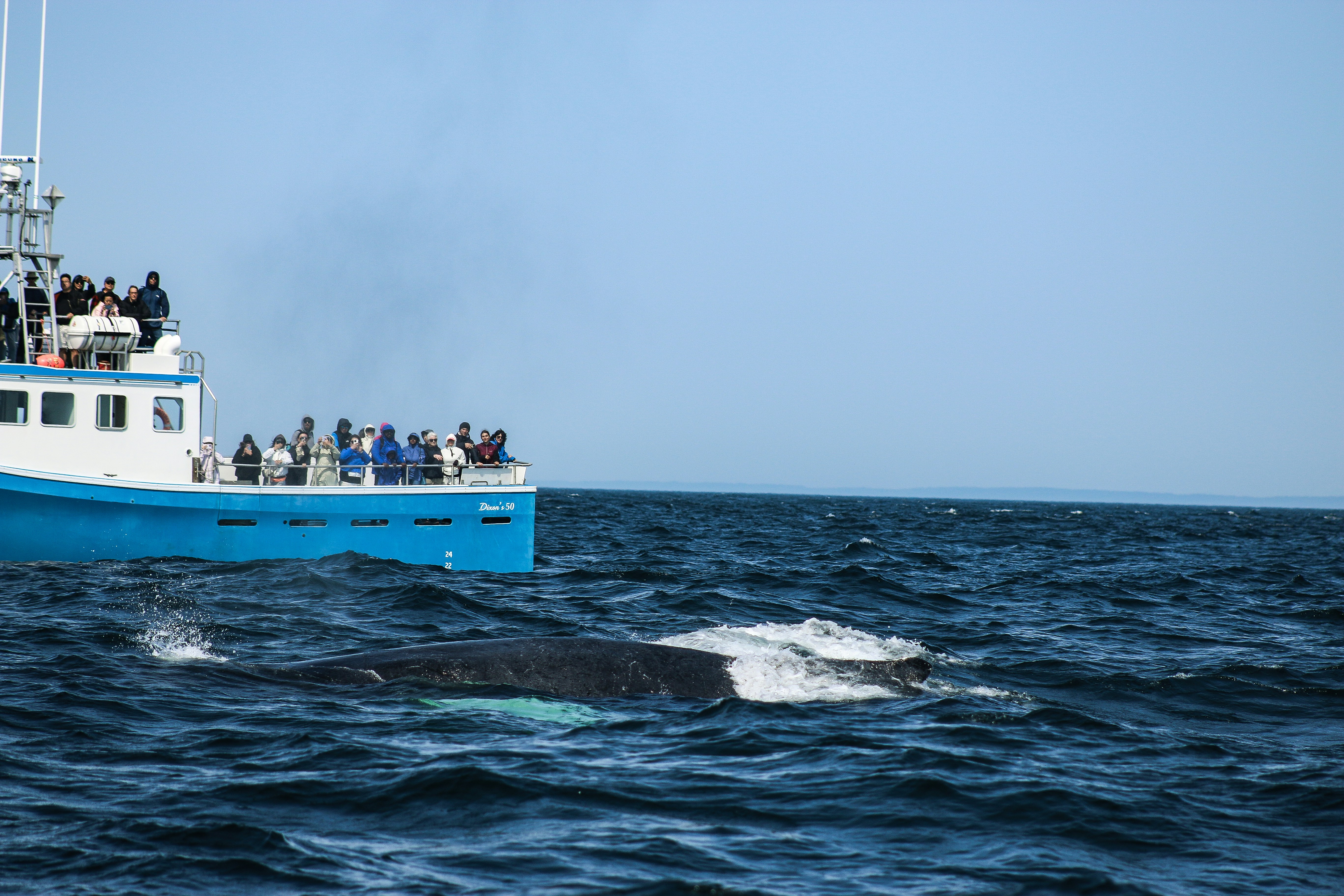Whale watchers observe a whale surfacing near the boat.