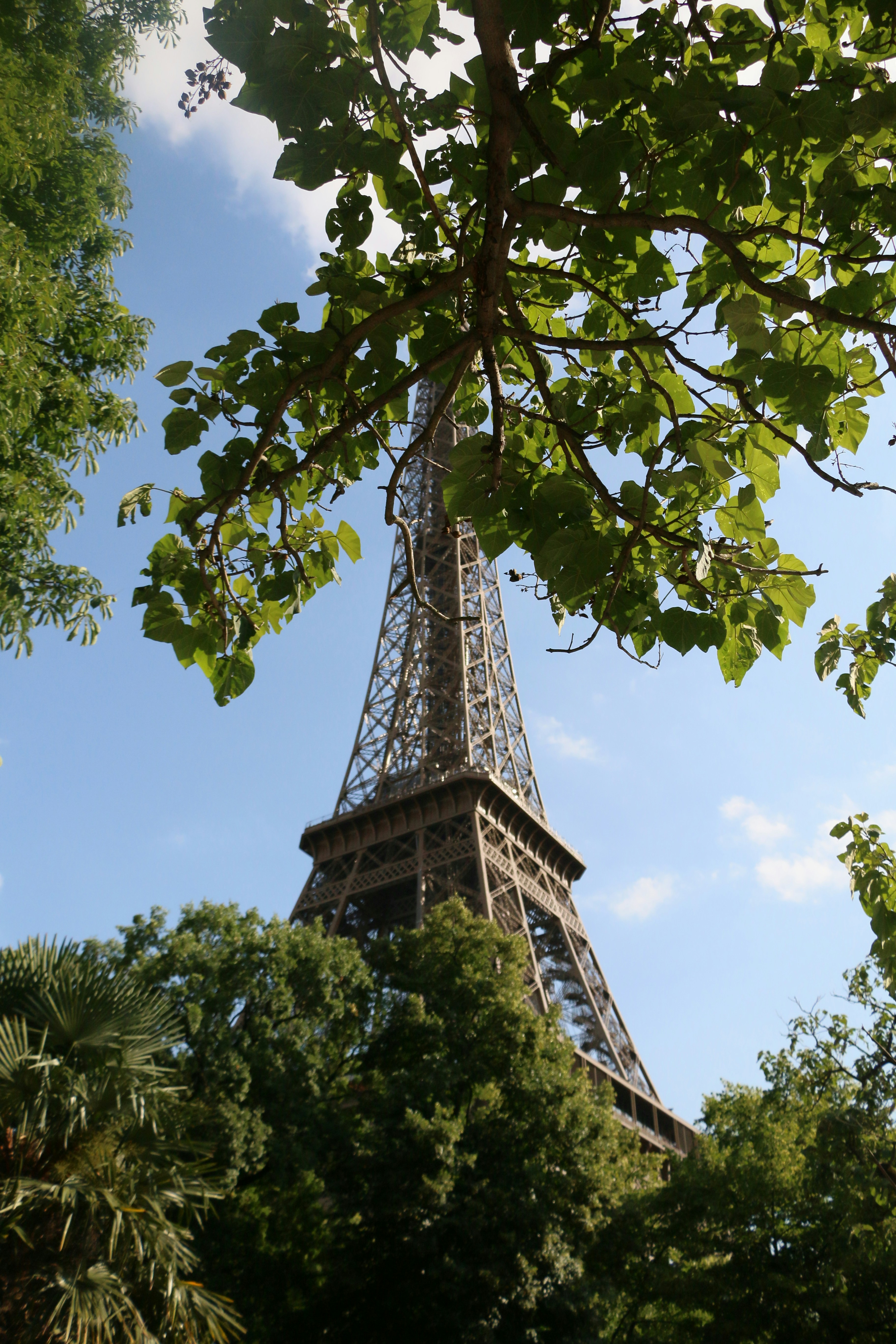 The eiffel tower peeks through lush green trees.