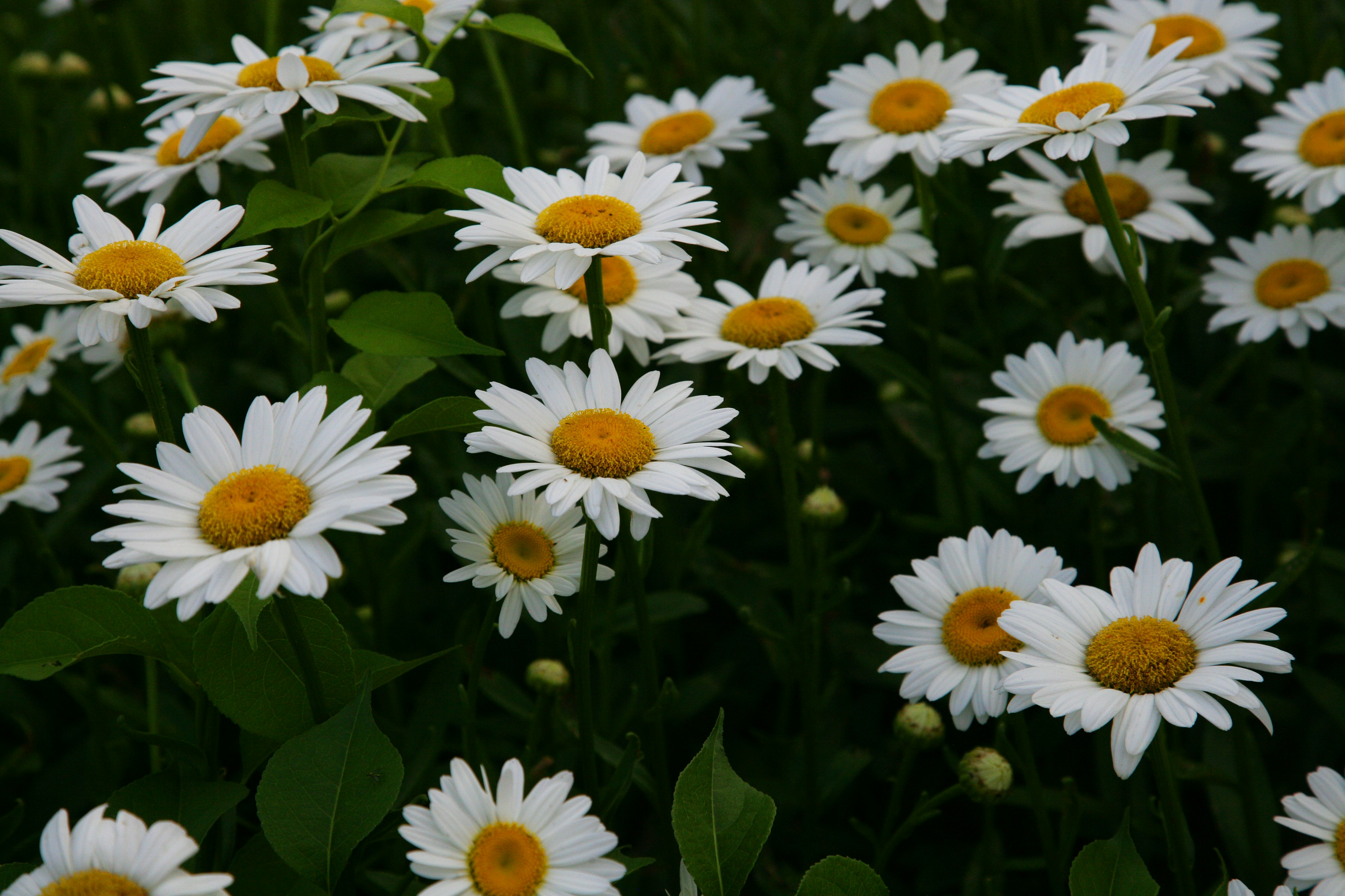 Photo by dtrinksrph