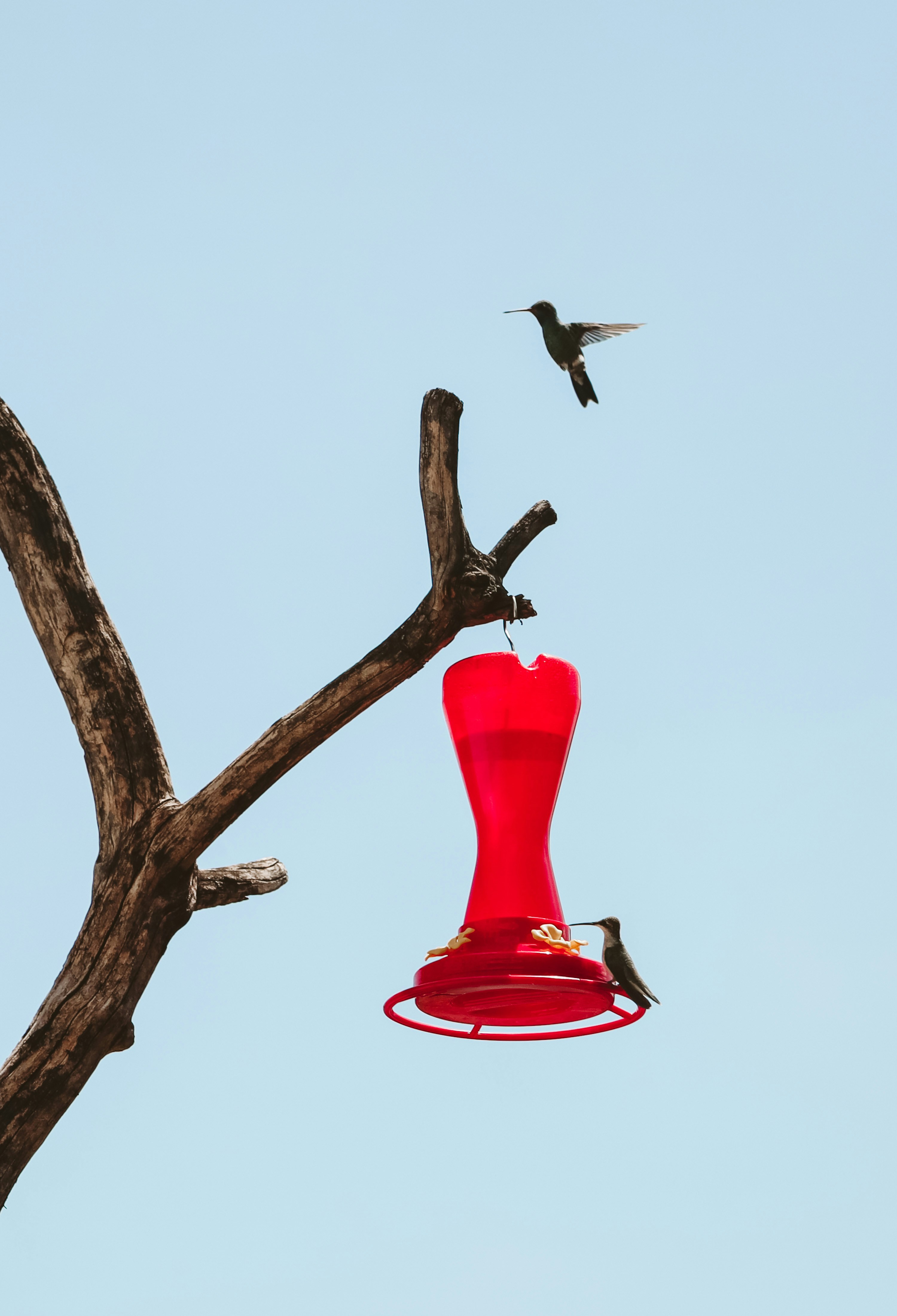 Hummingbirds gather around a bright red feeder.