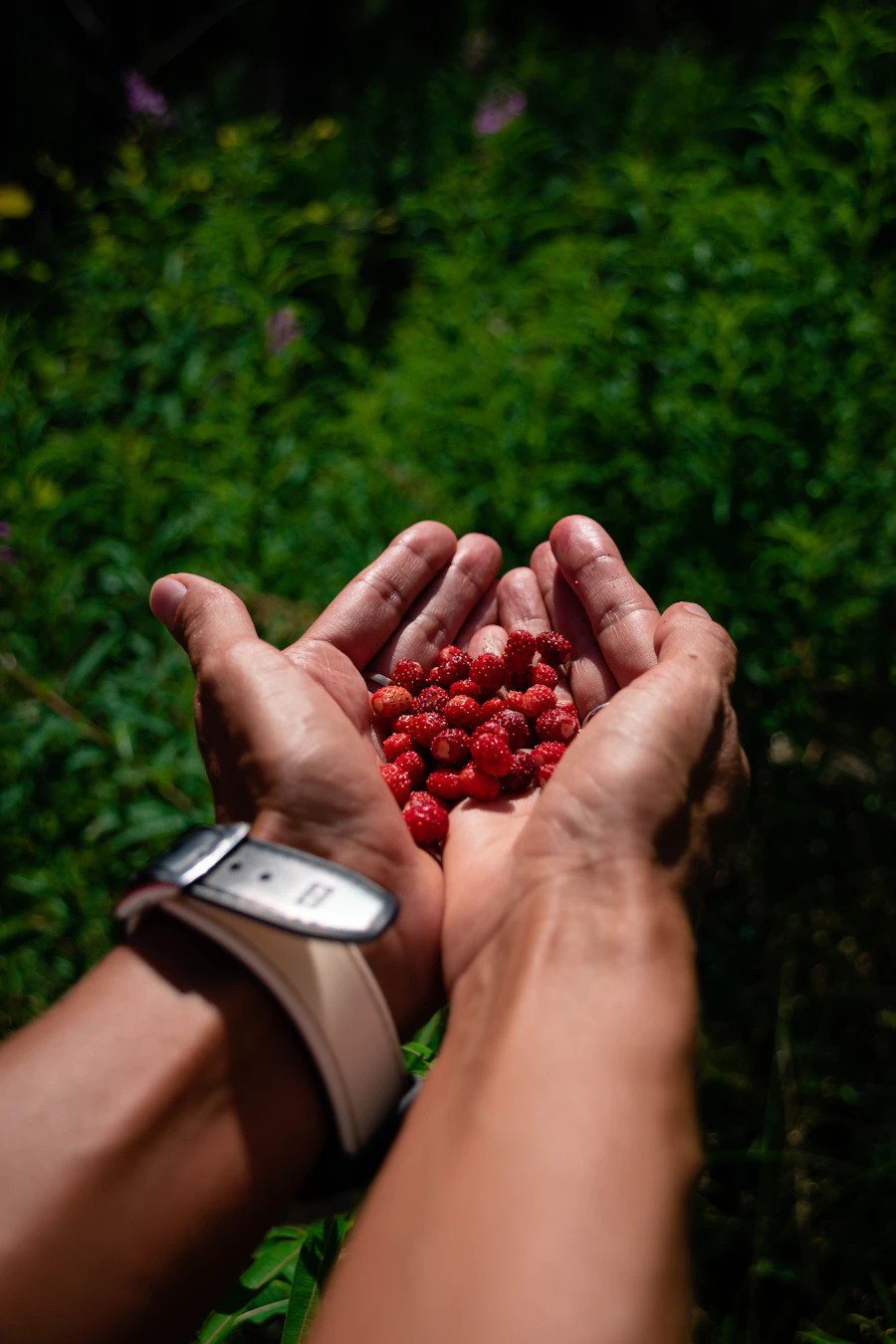 Hands holding freshly picked red berries